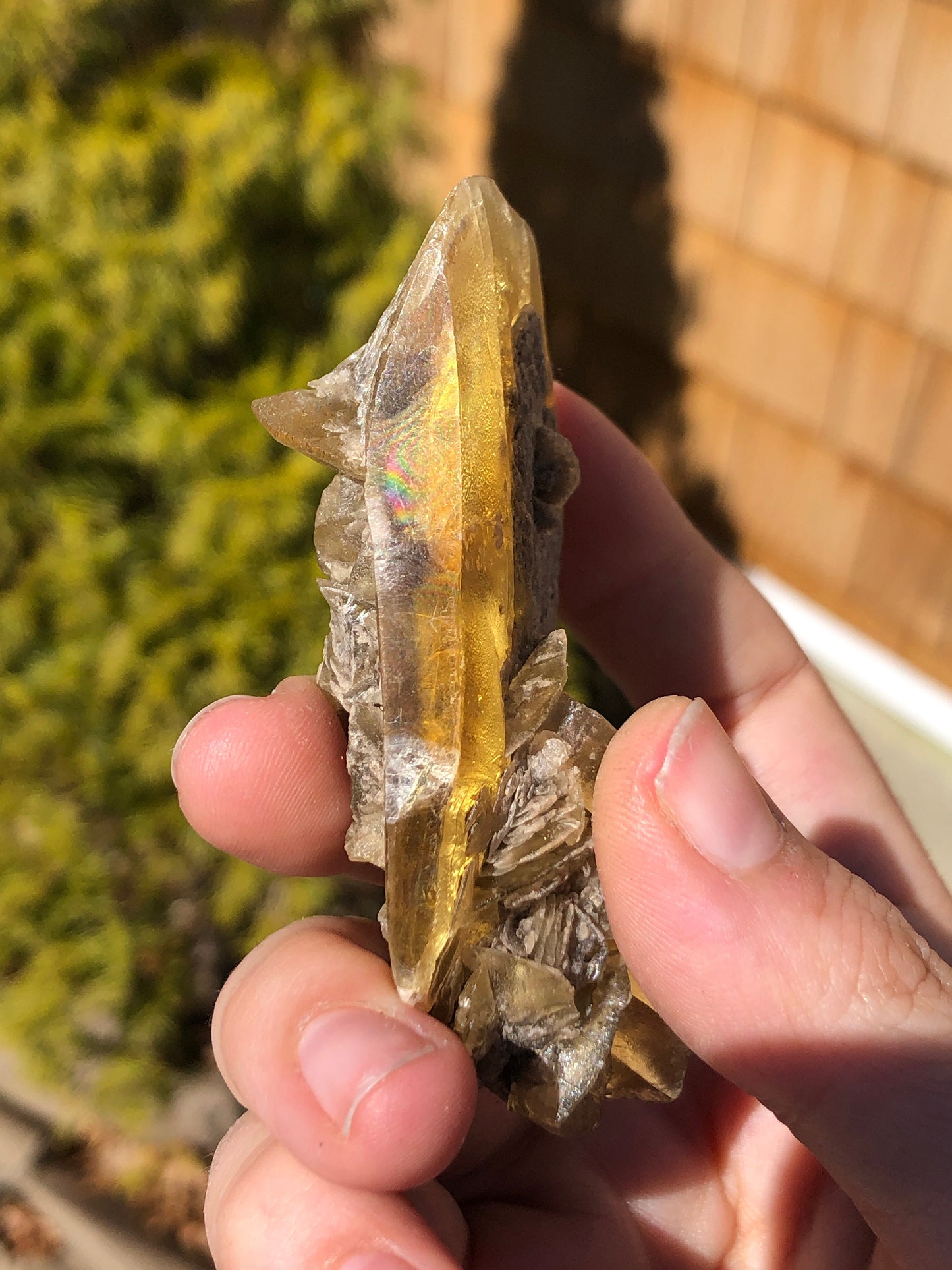 Golden Selenite Crystal from Texas USA