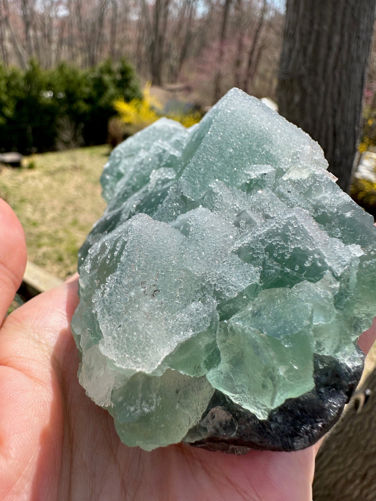 Cabinet Green Sugar Coated Fluorite from China