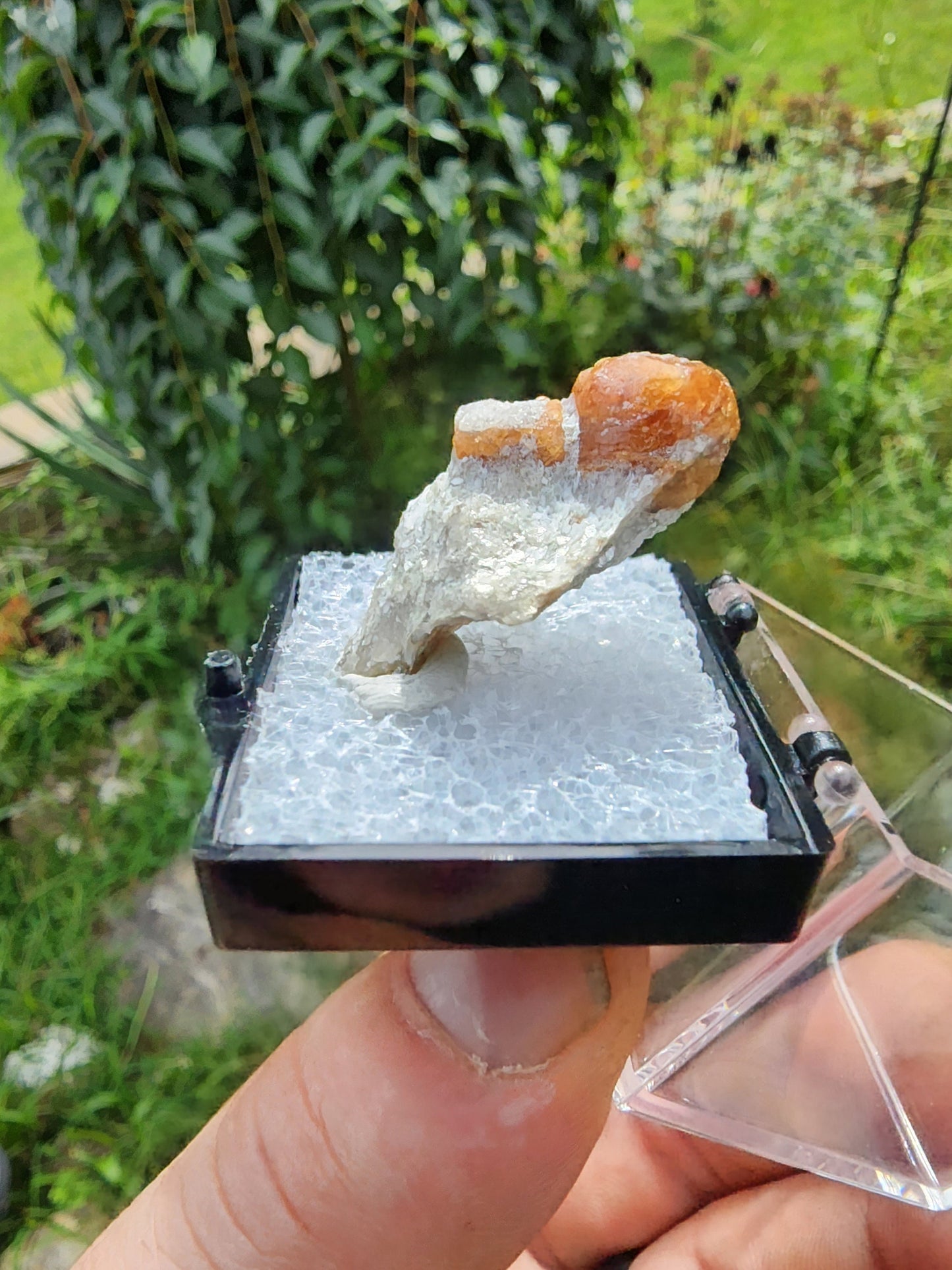 Spessartine Garnet on Muscovite from New Mexico USA