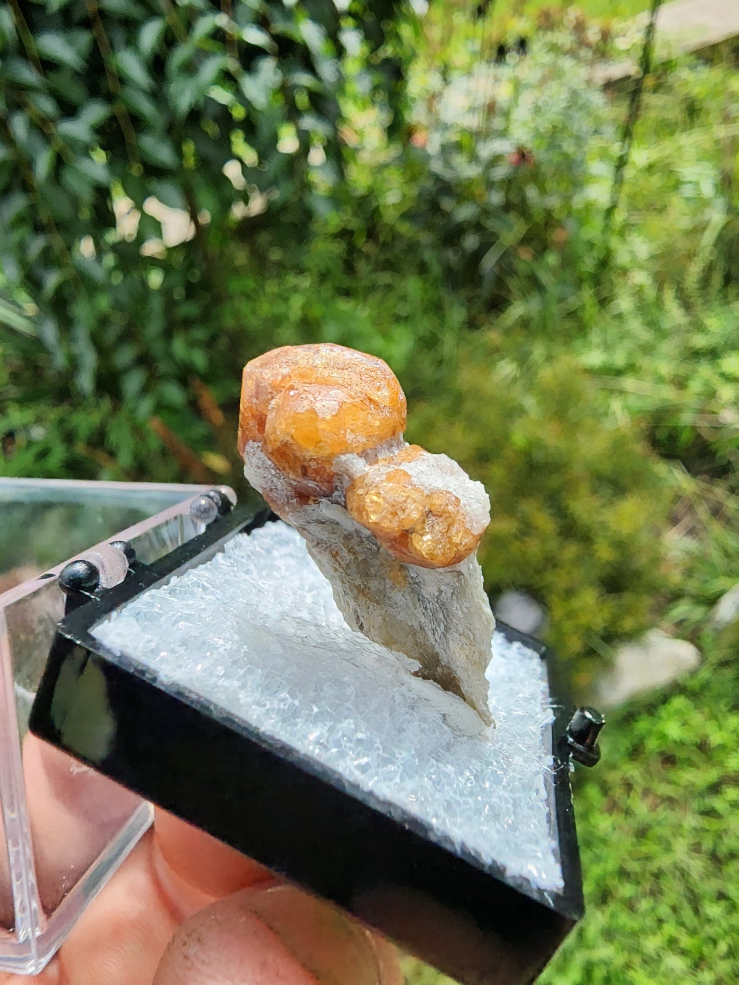 Spessartine Garnet on Muscovite from New Mexico USA