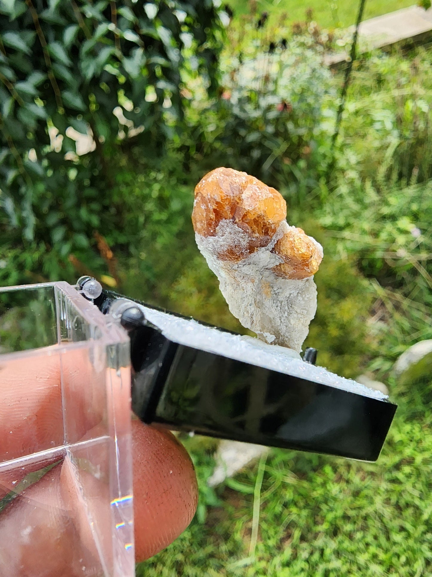 Spessartine Garnet on Muscovite from New Mexico USA
