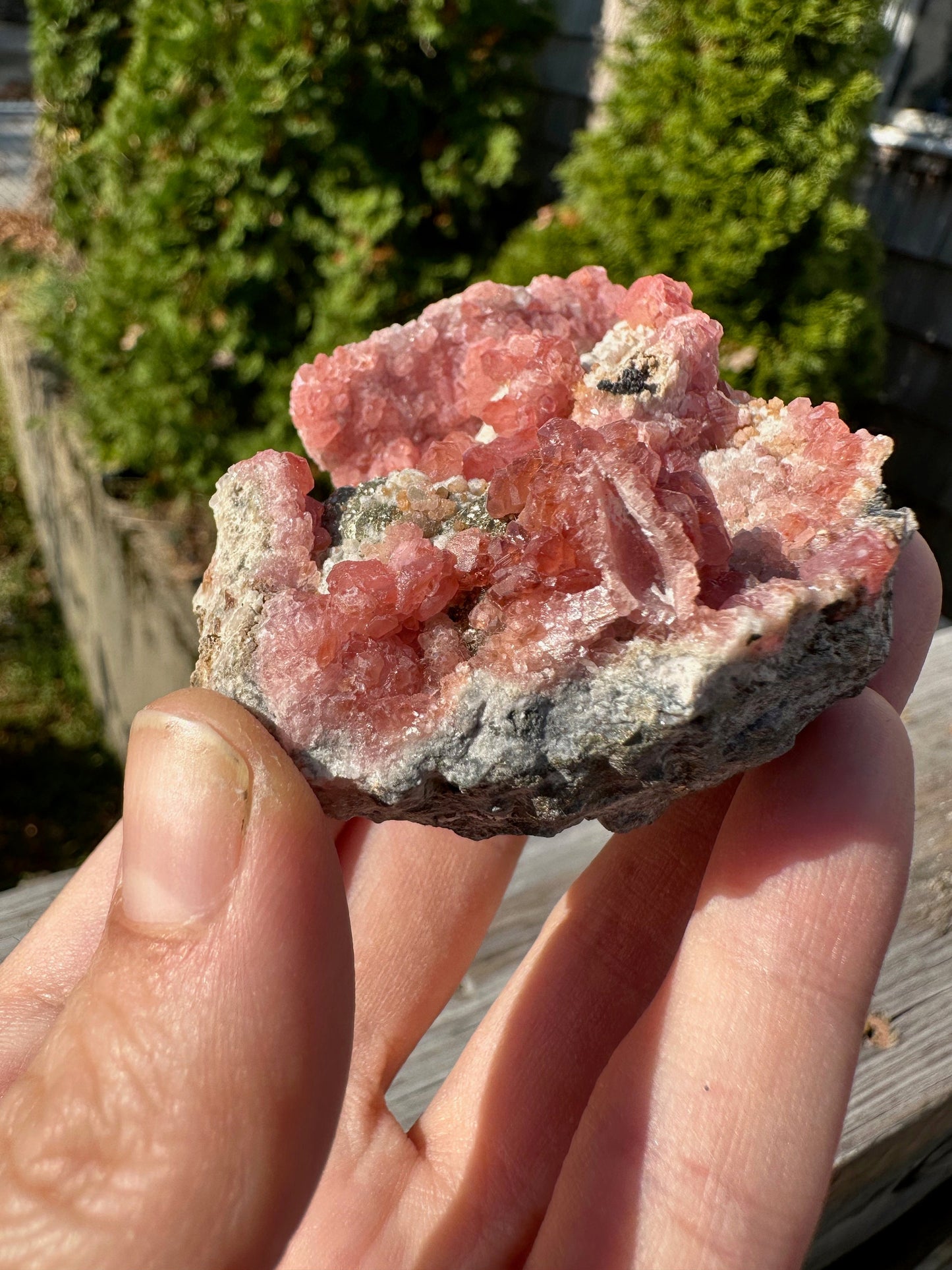 Rhodochrosite Crystals on Matrix from Uchucchacua Mine Peru