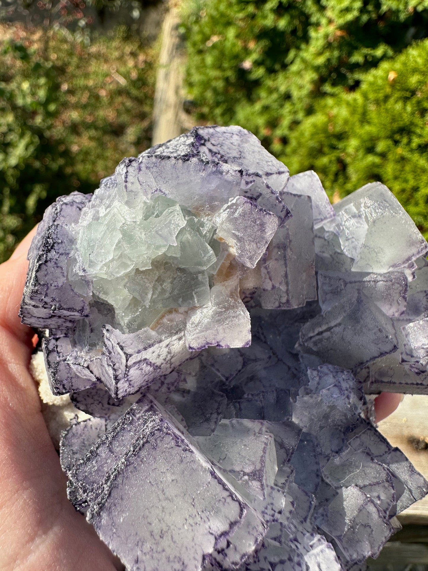 Large Cabinet Green and Purple Edge Fluorite from China