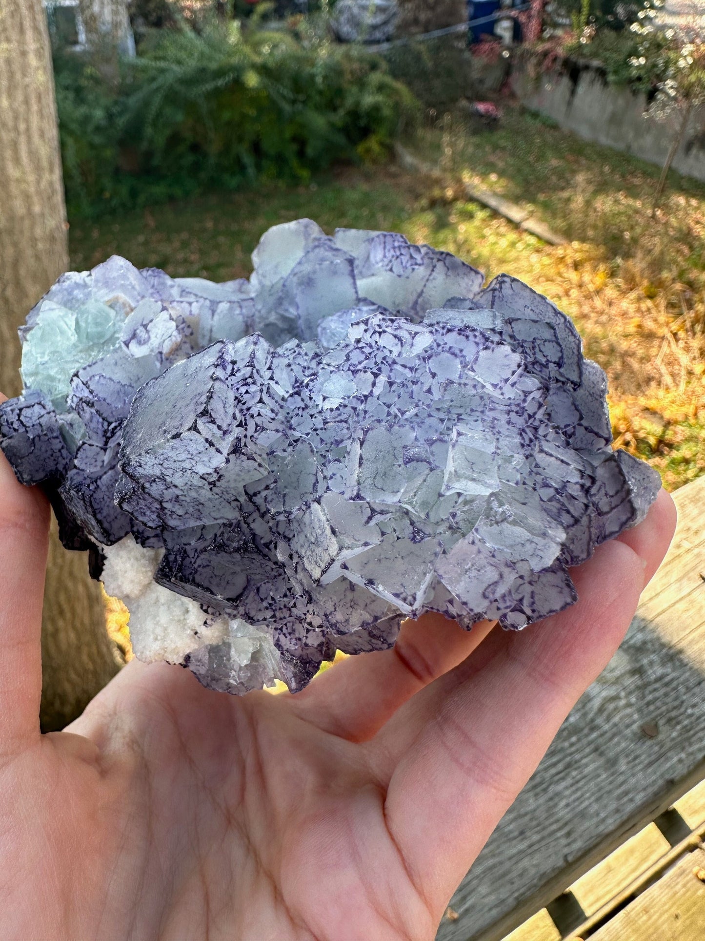Large Cabinet Green and Purple Edge Fluorite from China