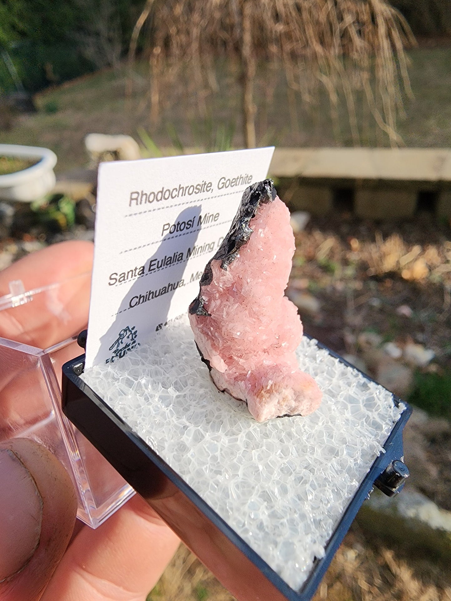 Botryoidal Rhodochrosite from Potosi Mine, Mexico