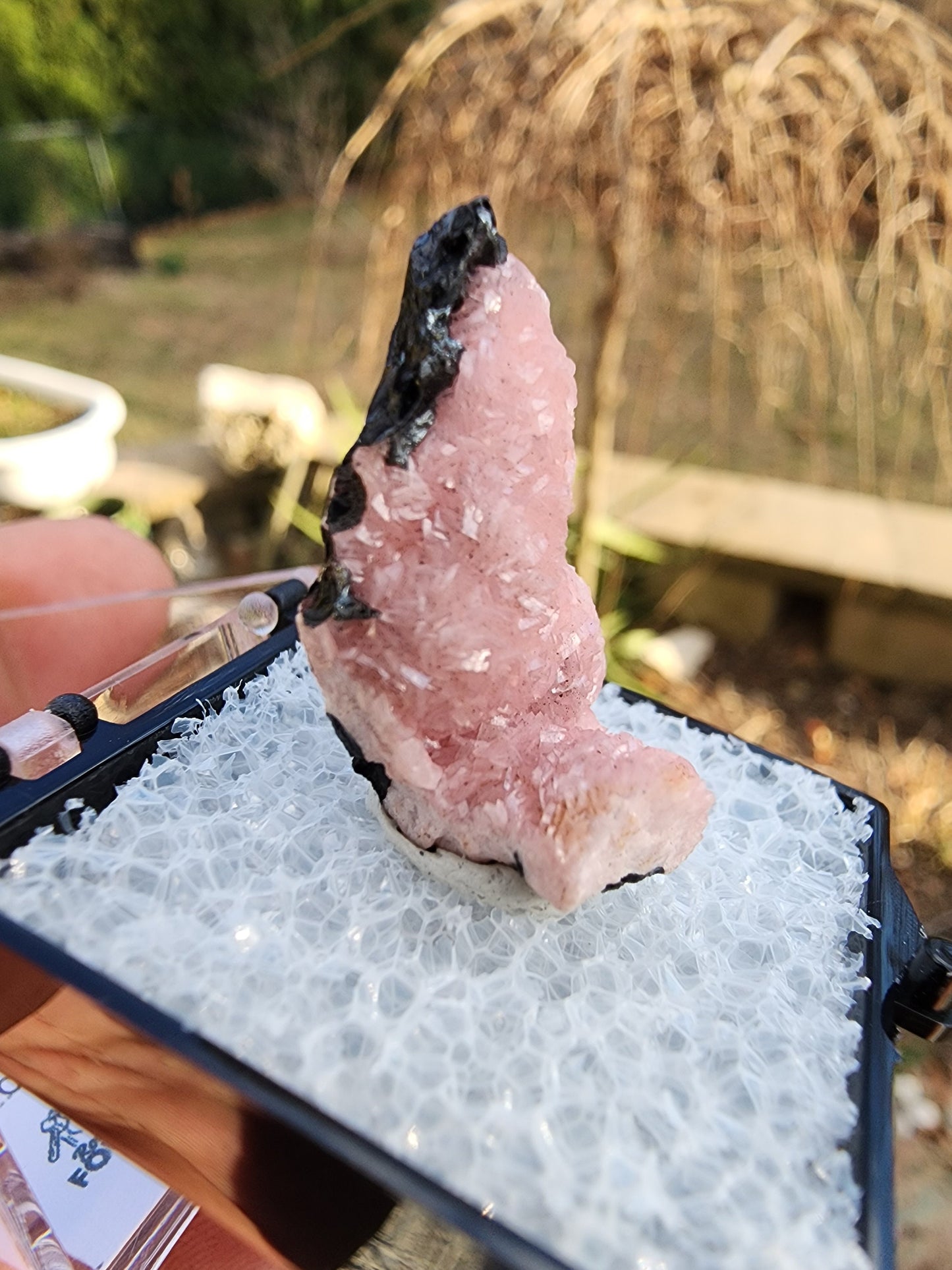 Botryoidal Rhodochrosite from Potosi Mine, Mexico