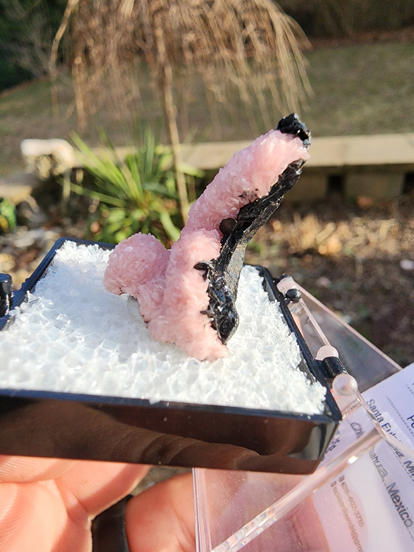 Botryoidal Rhodochrosite from Potosi Mine, Mexico