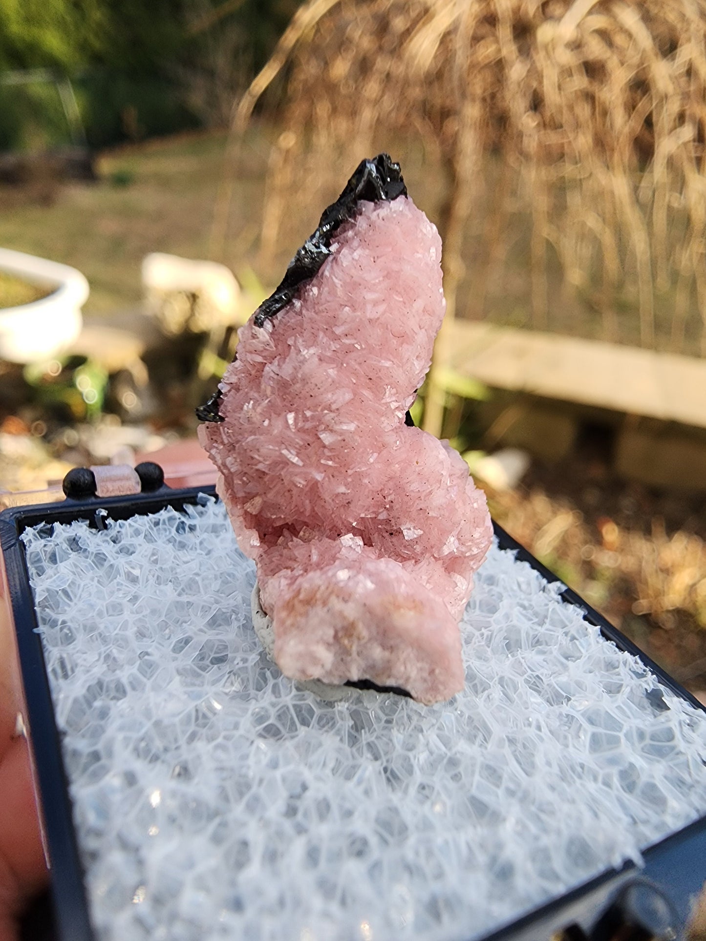 Botryoidal Rhodochrosite from Potosi Mine, Mexico