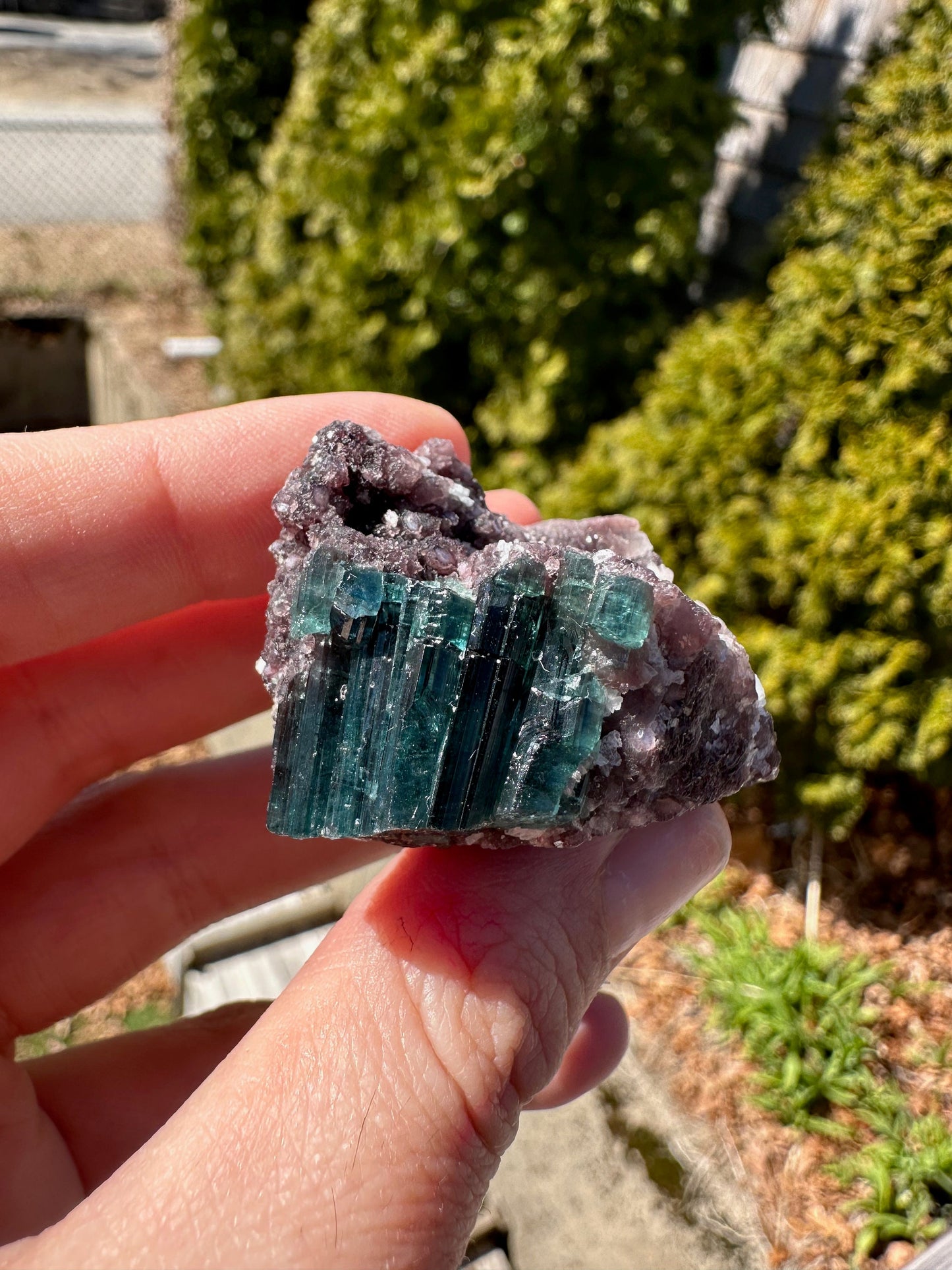 Indicolite Blue Tourmaline Crystals on Lepidolite from Brazil