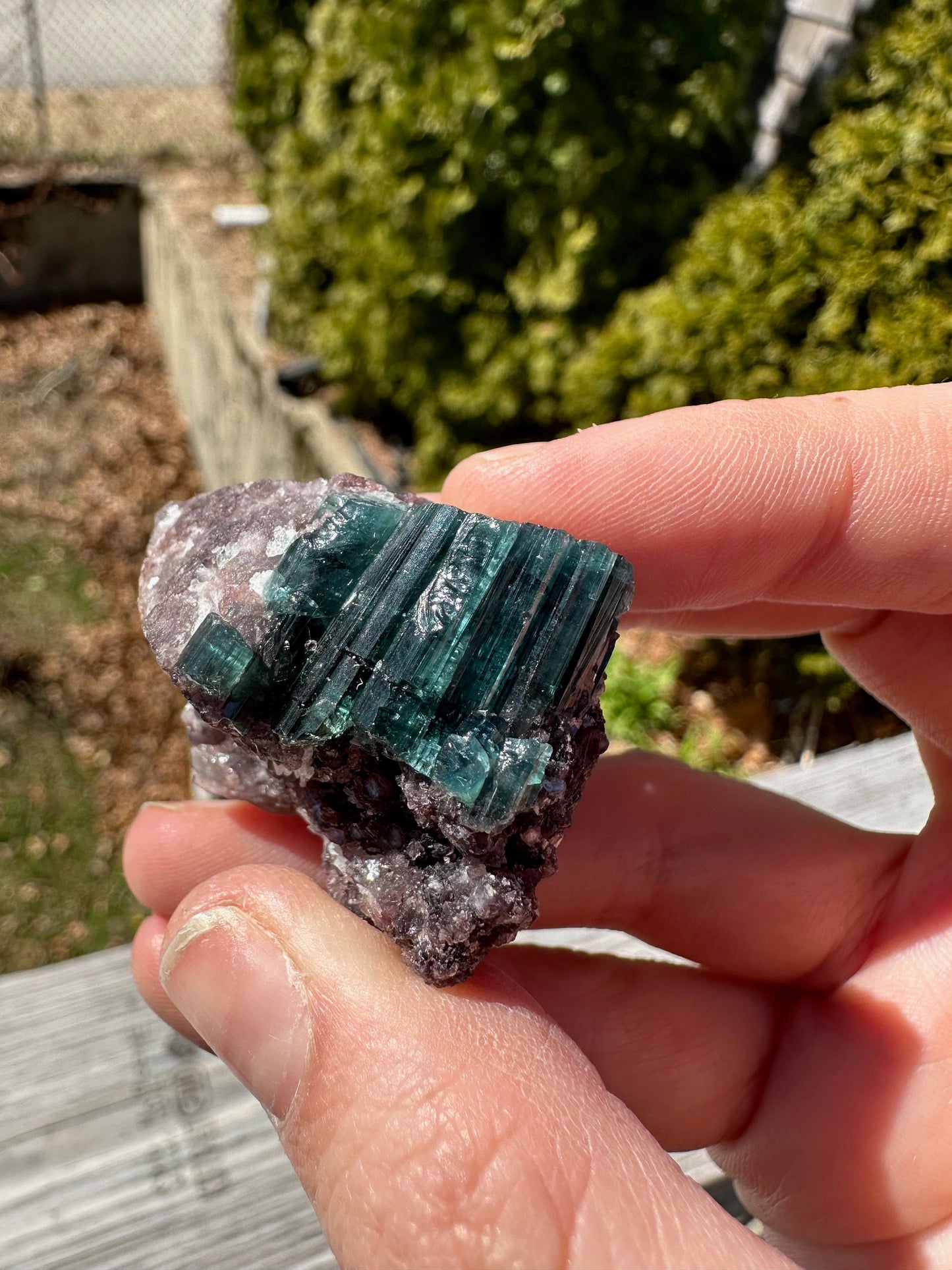 Indicolite Blue Tourmaline Crystals on Lepidolite from Brazil