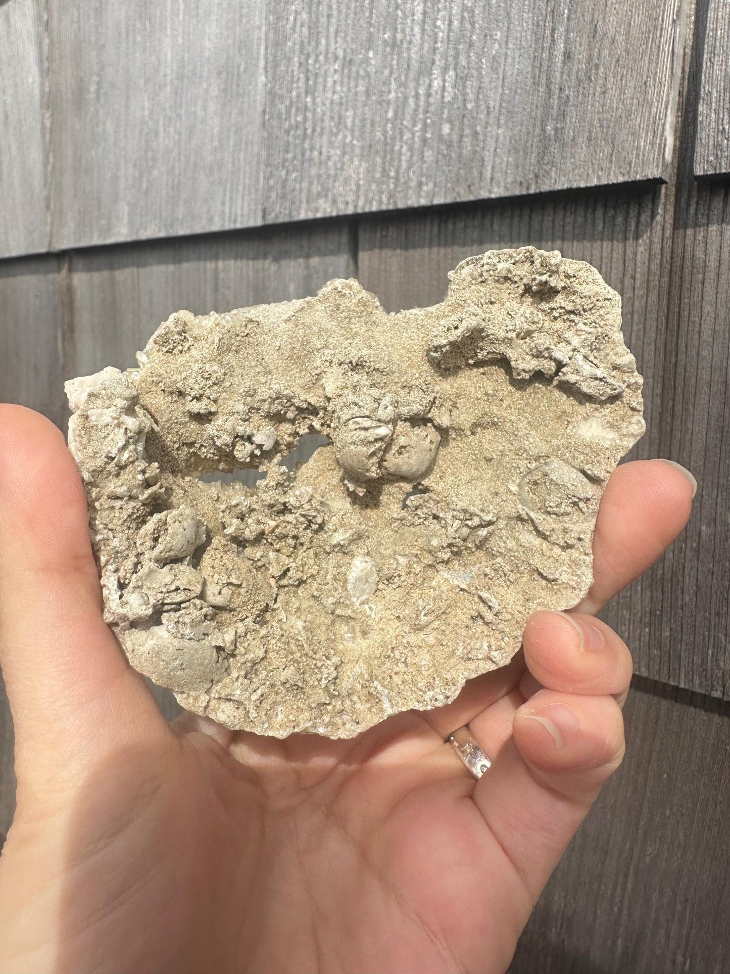 Calcite in Fossilized Clam from Rucks' Pit Florida USA
