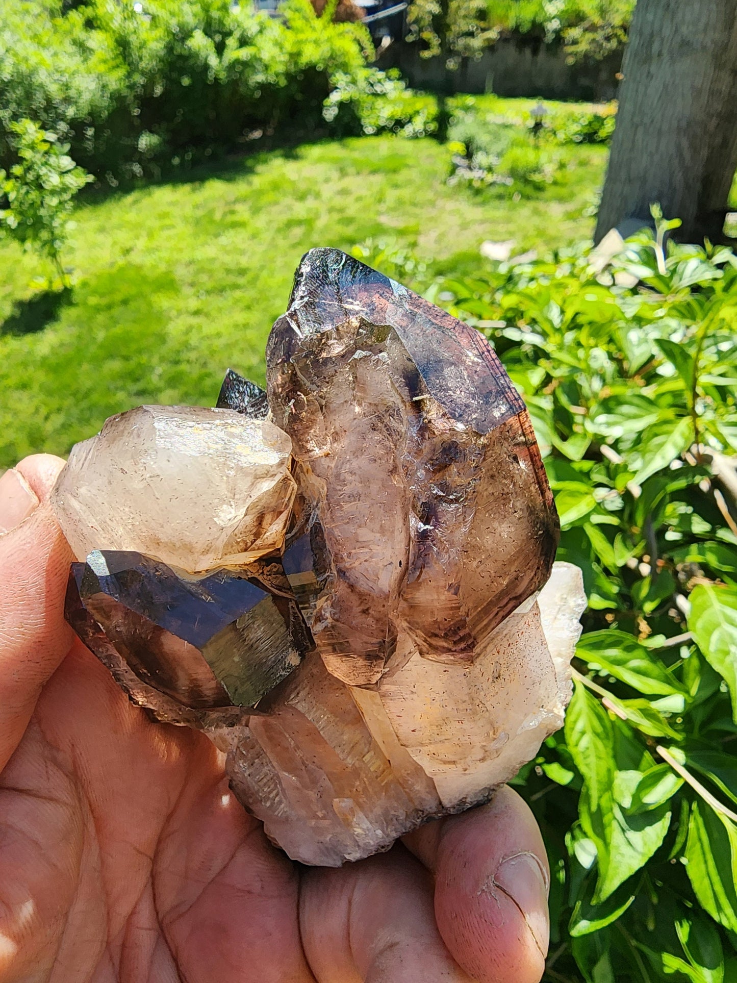 Cabinet Amethyst Scepter Cluster from Zambia Africa