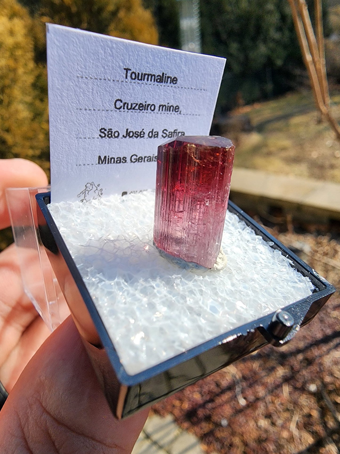 Bi-colored Rubellite Tourmaline Crystal from Cruzeiro Mine, Minas Gerais, Brazil