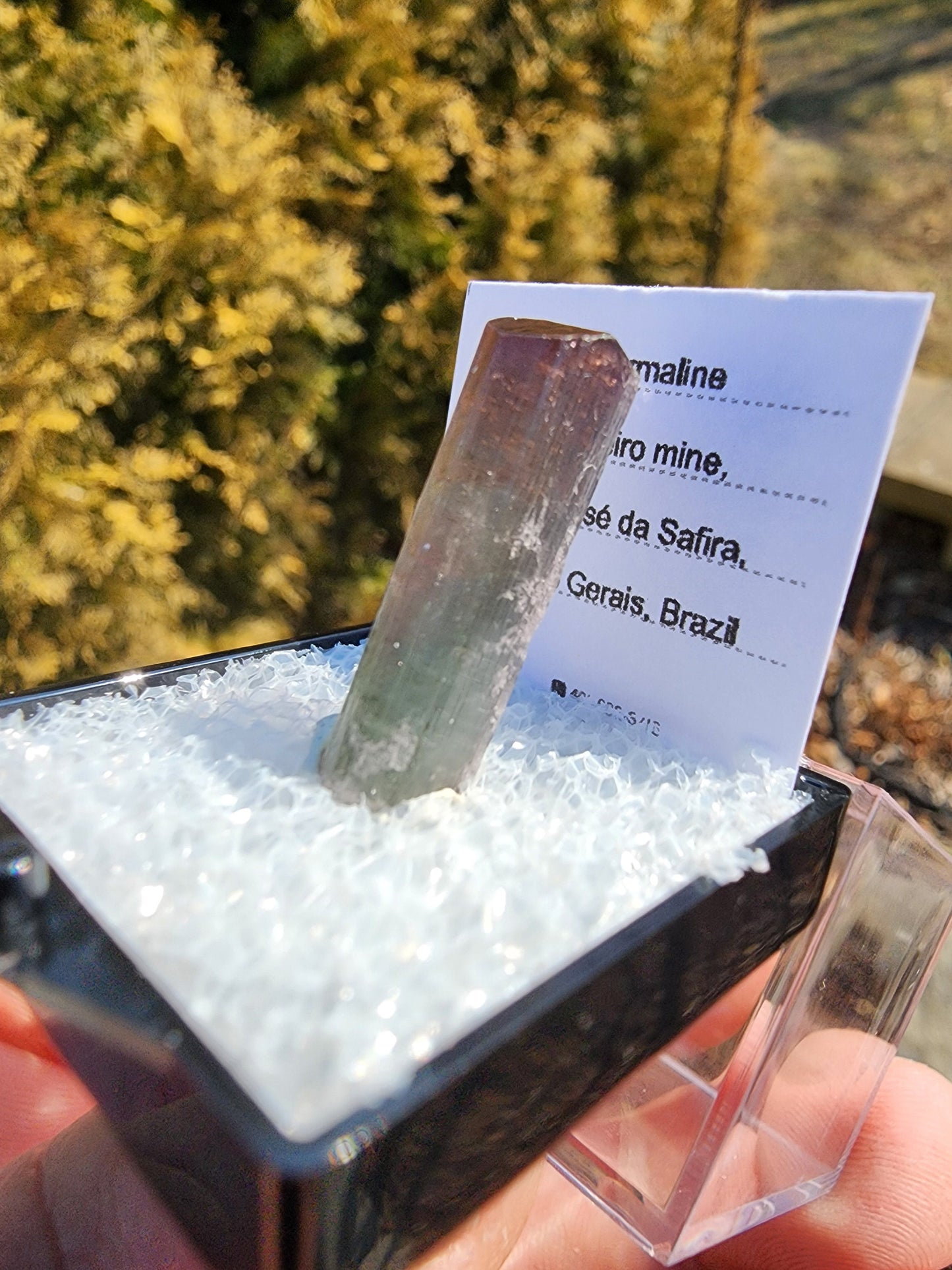Tourmaline Crystal from Cruzeiro mine, Minas Gerais, Brazil