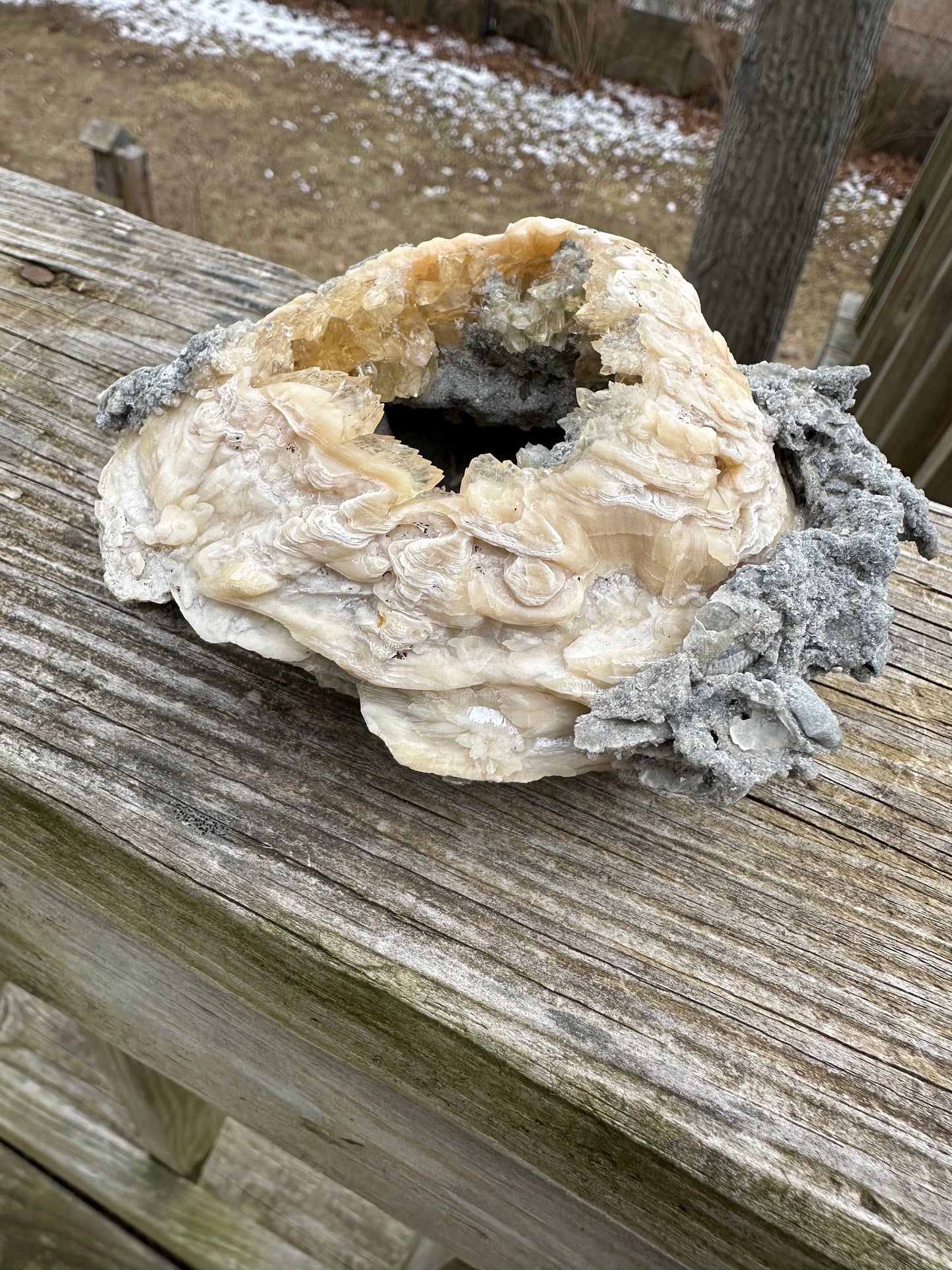 Calcite in Fossilized Clam from Rucks' Pit Florida USA