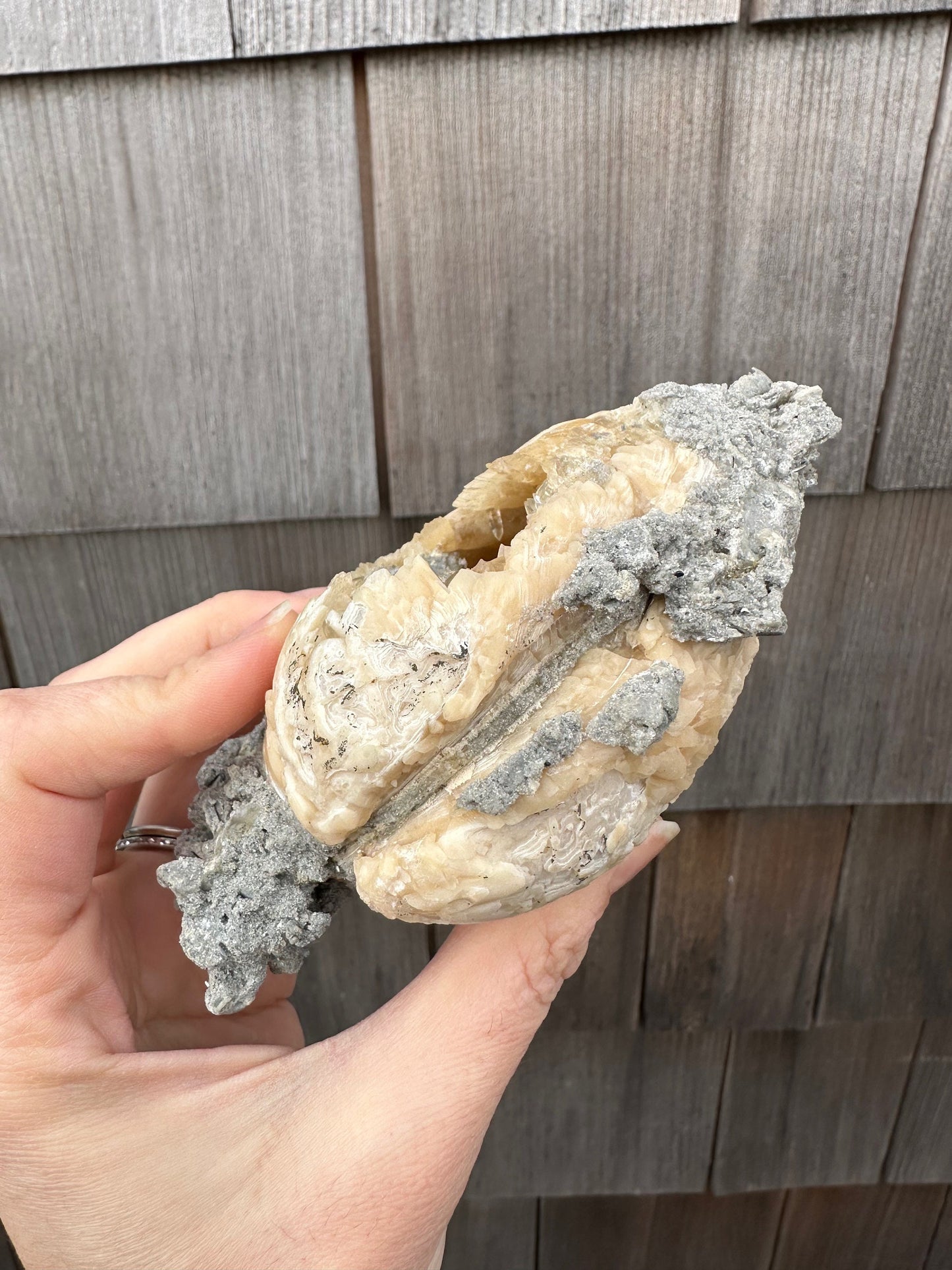 Calcite in Fossilized Clam from Rucks' Pit Florida USA