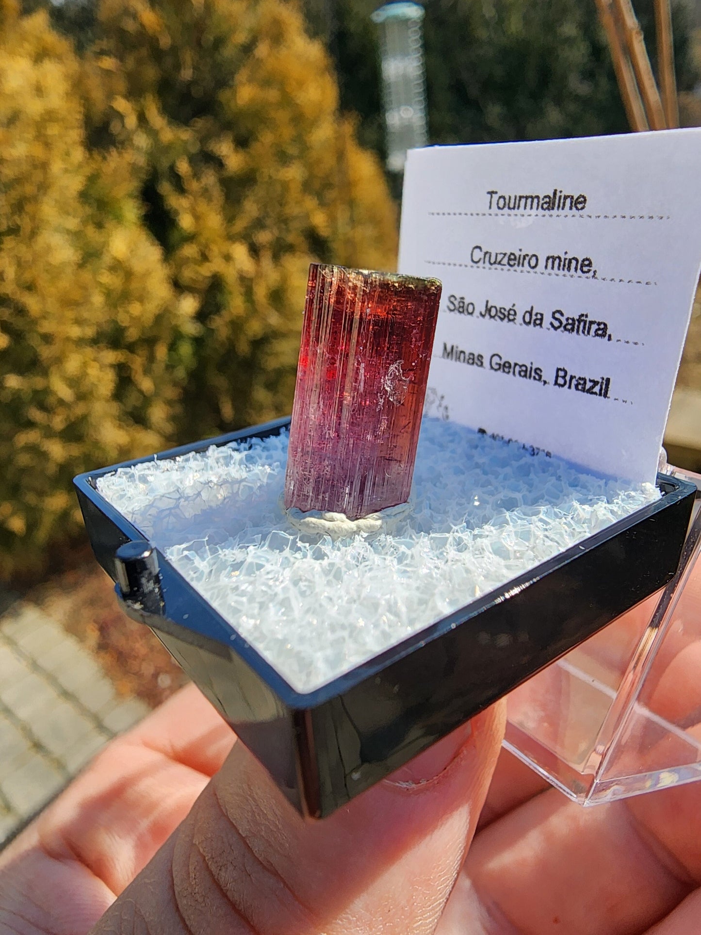 Bi-colored Rubellite Tourmaline Crystal from Cruzeiro Mine, Minas Gerais, Brazil