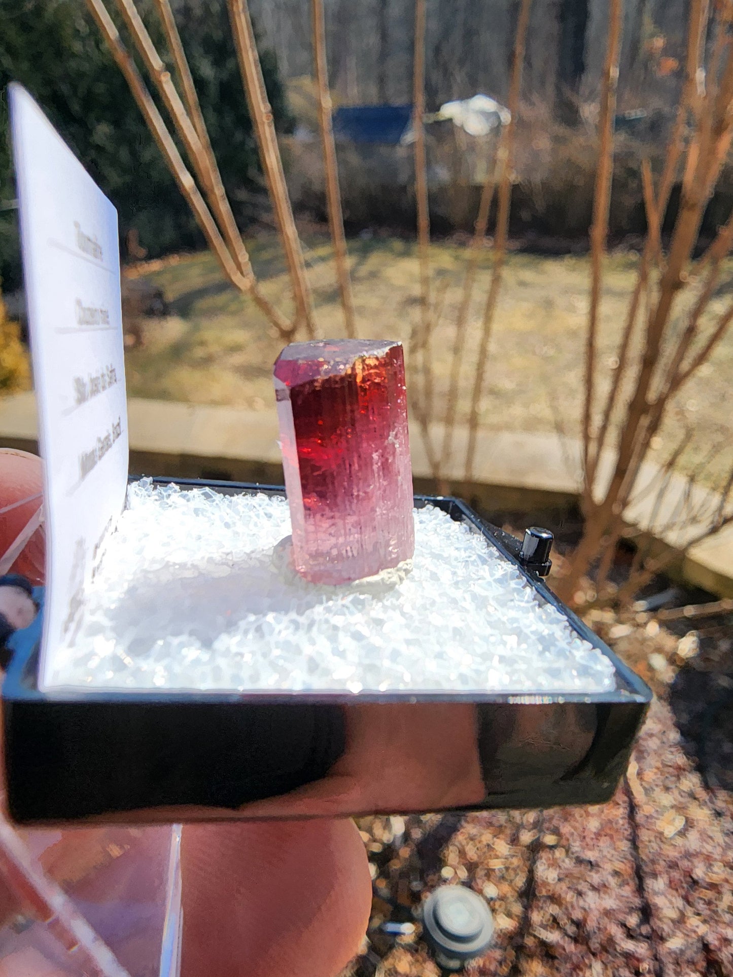 Bi-colored Rubellite Tourmaline Crystal from Cruzeiro Mine, Minas Gerais, Brazil