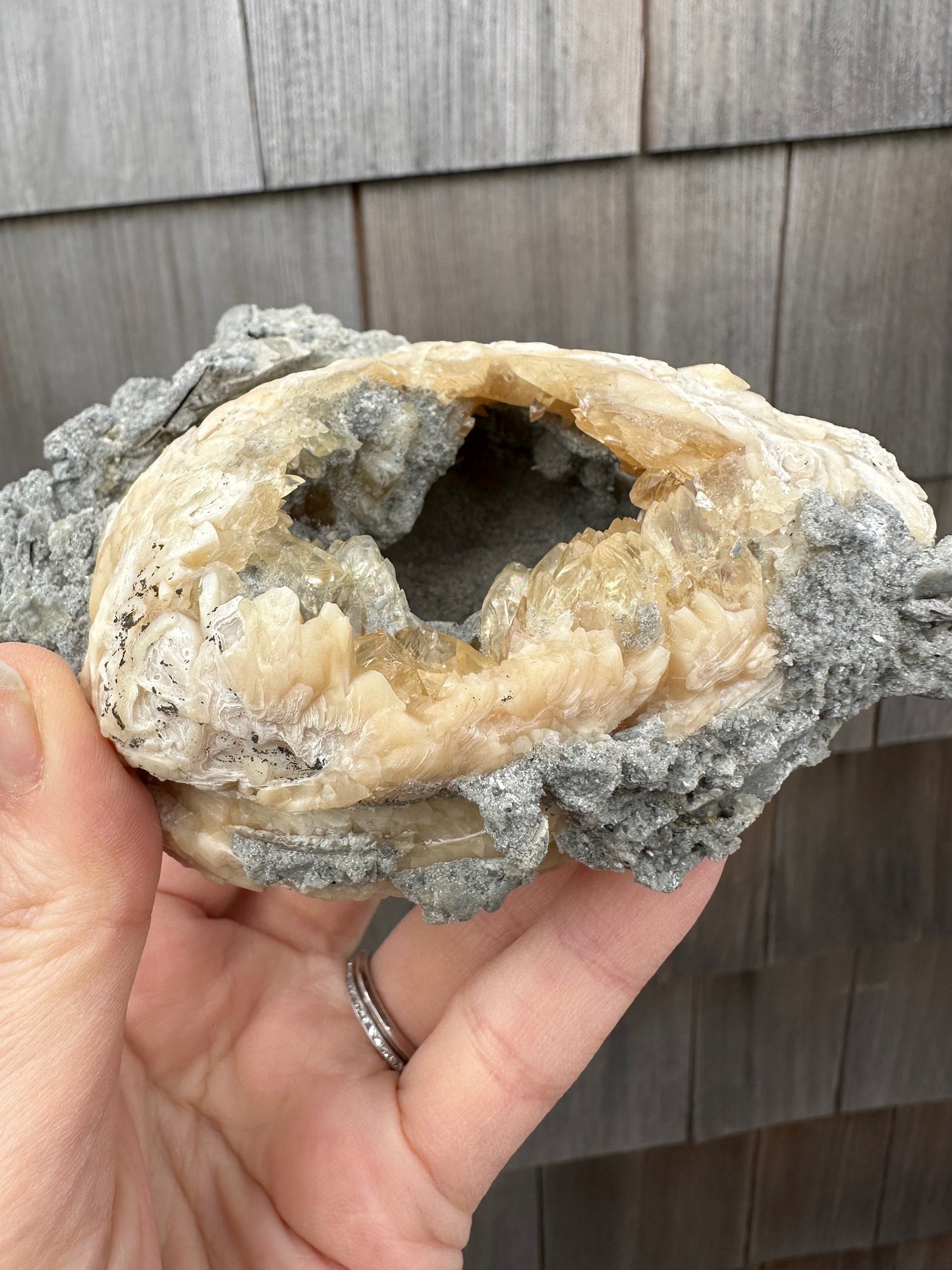 Calcite in Fossilized Clam from Rucks' Pit Florida USA