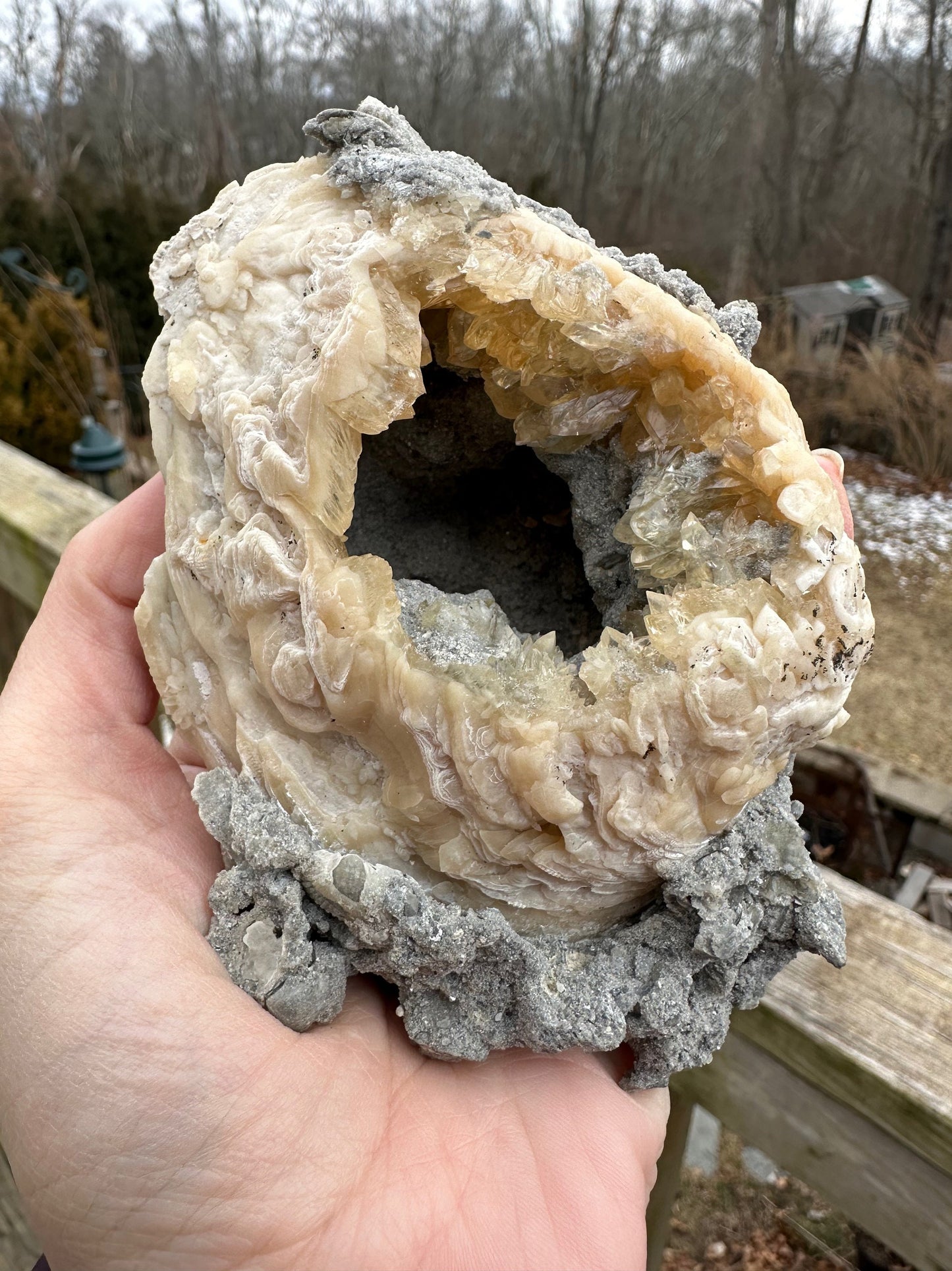 Calcite in Fossilized Clam from Rucks' Pit Florida USA