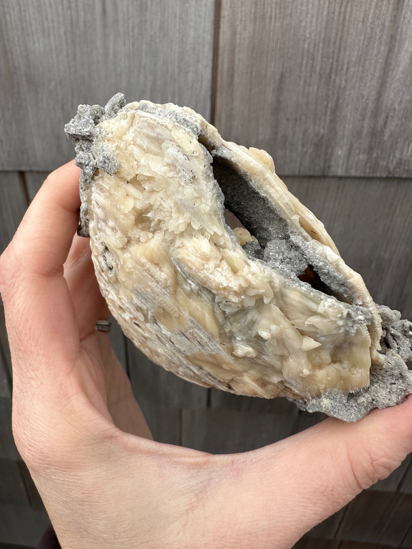 Calcite in Fossilized Clam from Rucks' Pit Florida USA