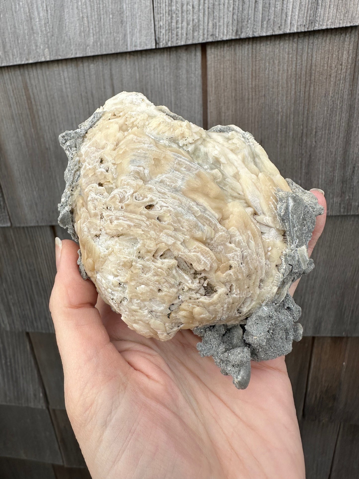 Calcite in Fossilized Clam from Rucks' Pit Florida USA