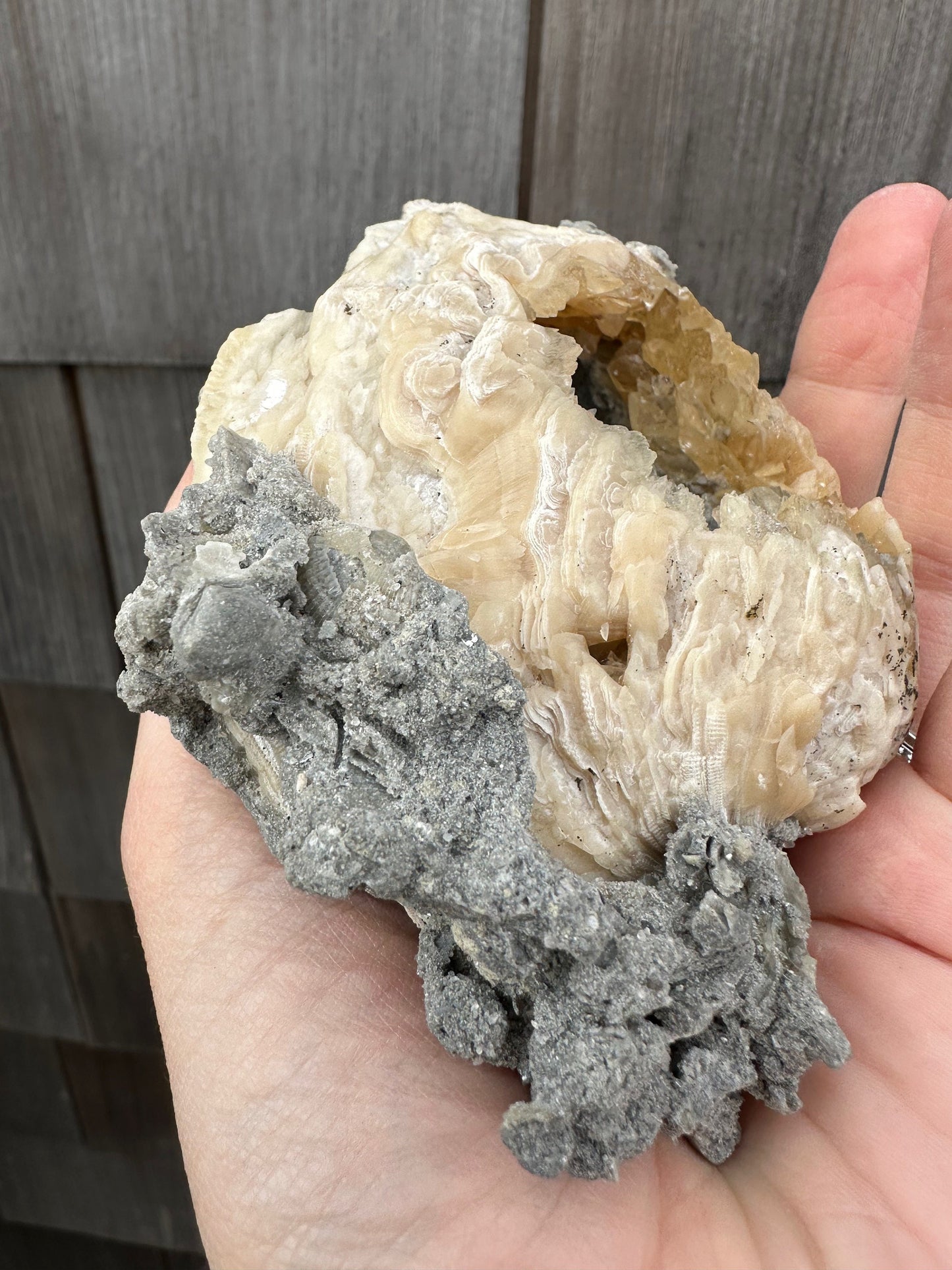 Calcite in Fossilized Clam from Rucks' Pit Florida USA