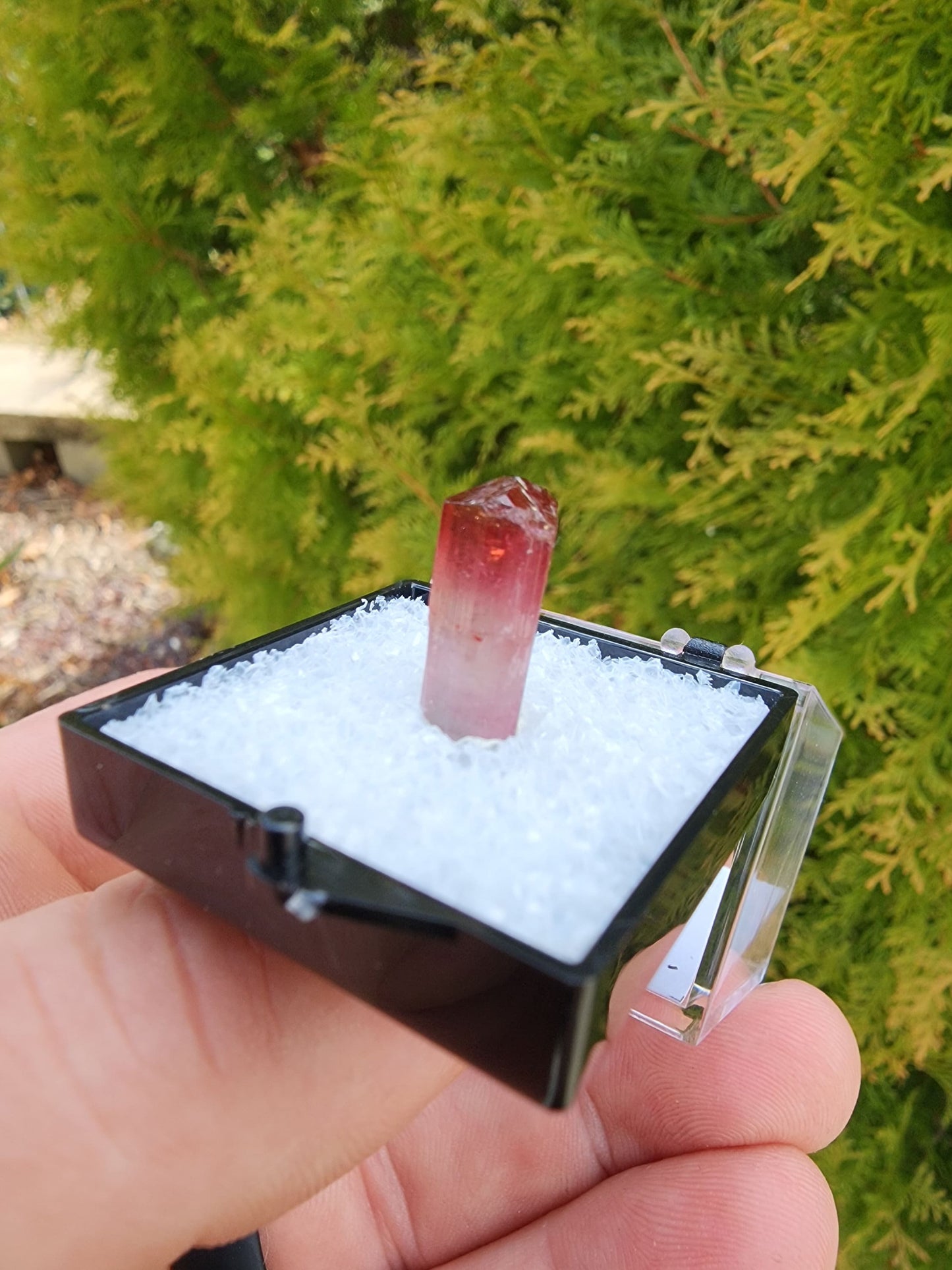 Bi-colored Rubellite Tourmaline Crystal from Cruzeiro Mine, Minas Gerais, Brazil