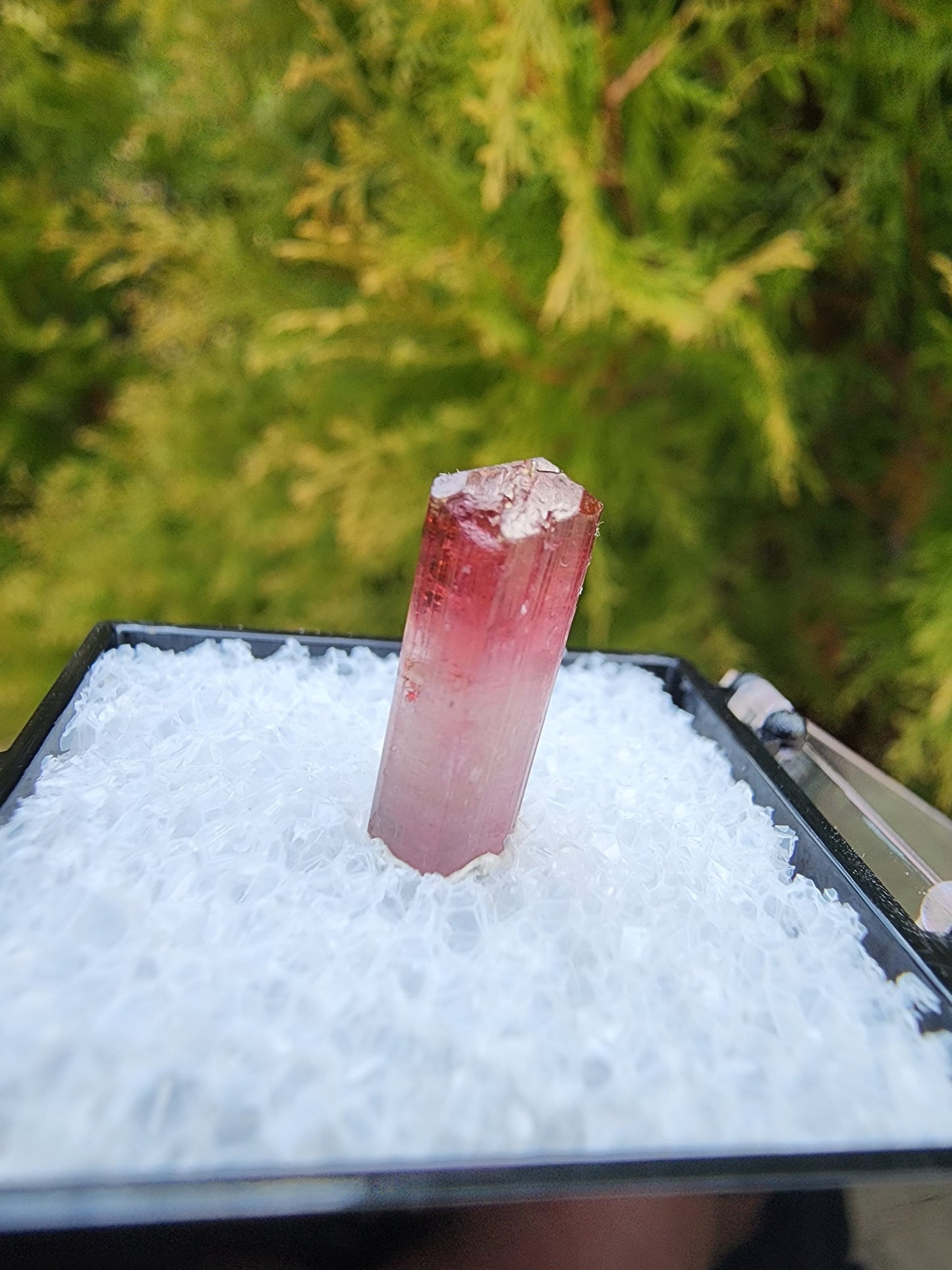 Bi-colored Rubellite Tourmaline Crystal from Cruzeiro Mine, Minas Gerais, Brazil