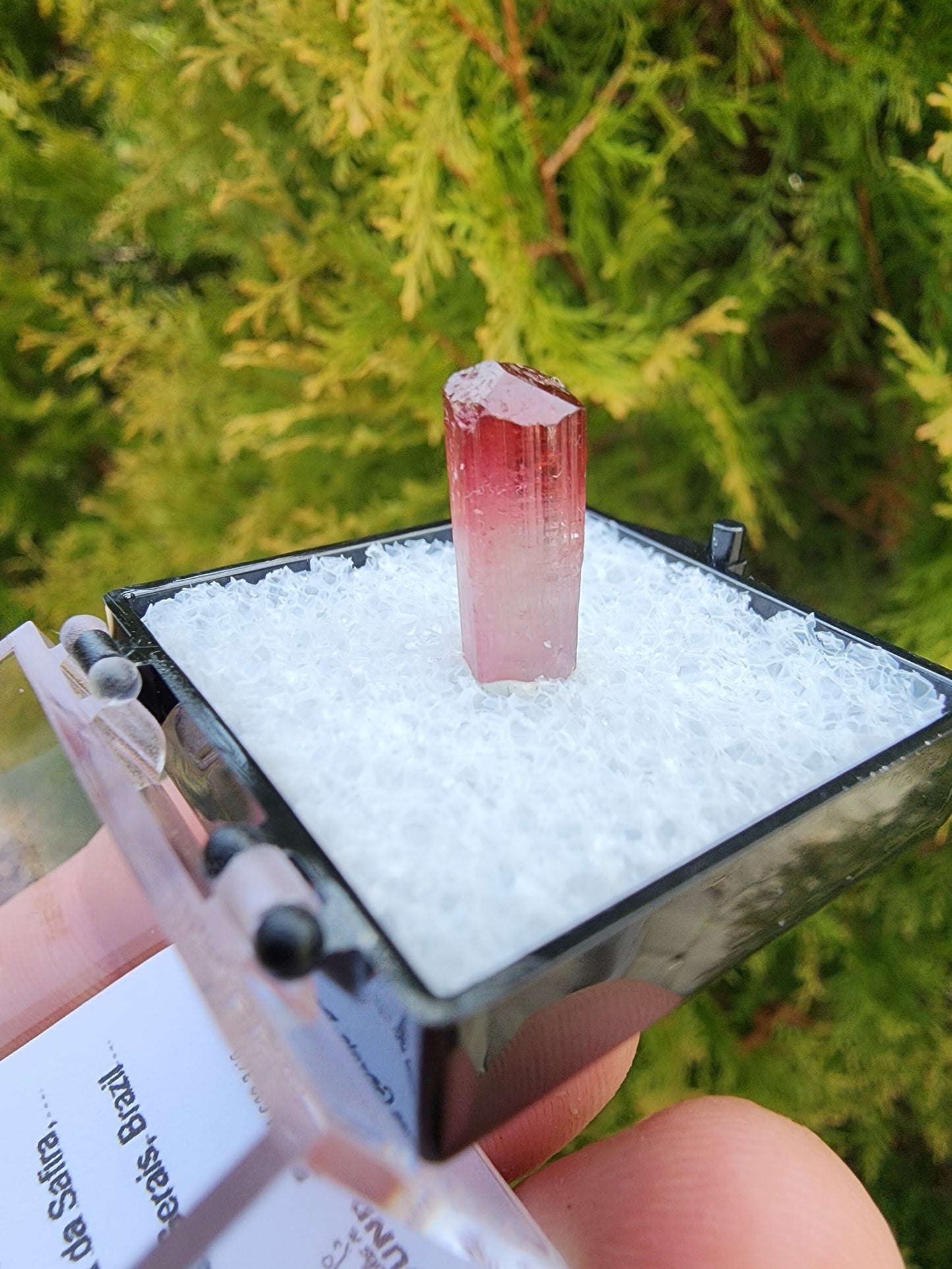 Bi-colored Rubellite Tourmaline Crystal from Cruzeiro Mine, Minas Gerais, Brazil