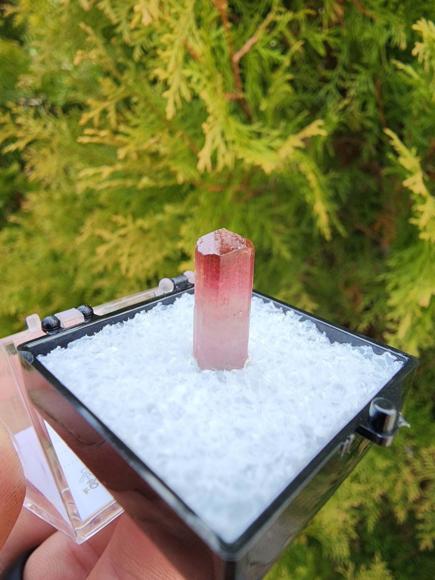 Bi-colored Rubellite Tourmaline Crystal from Cruzeiro Mine, Minas Gerais, Brazil