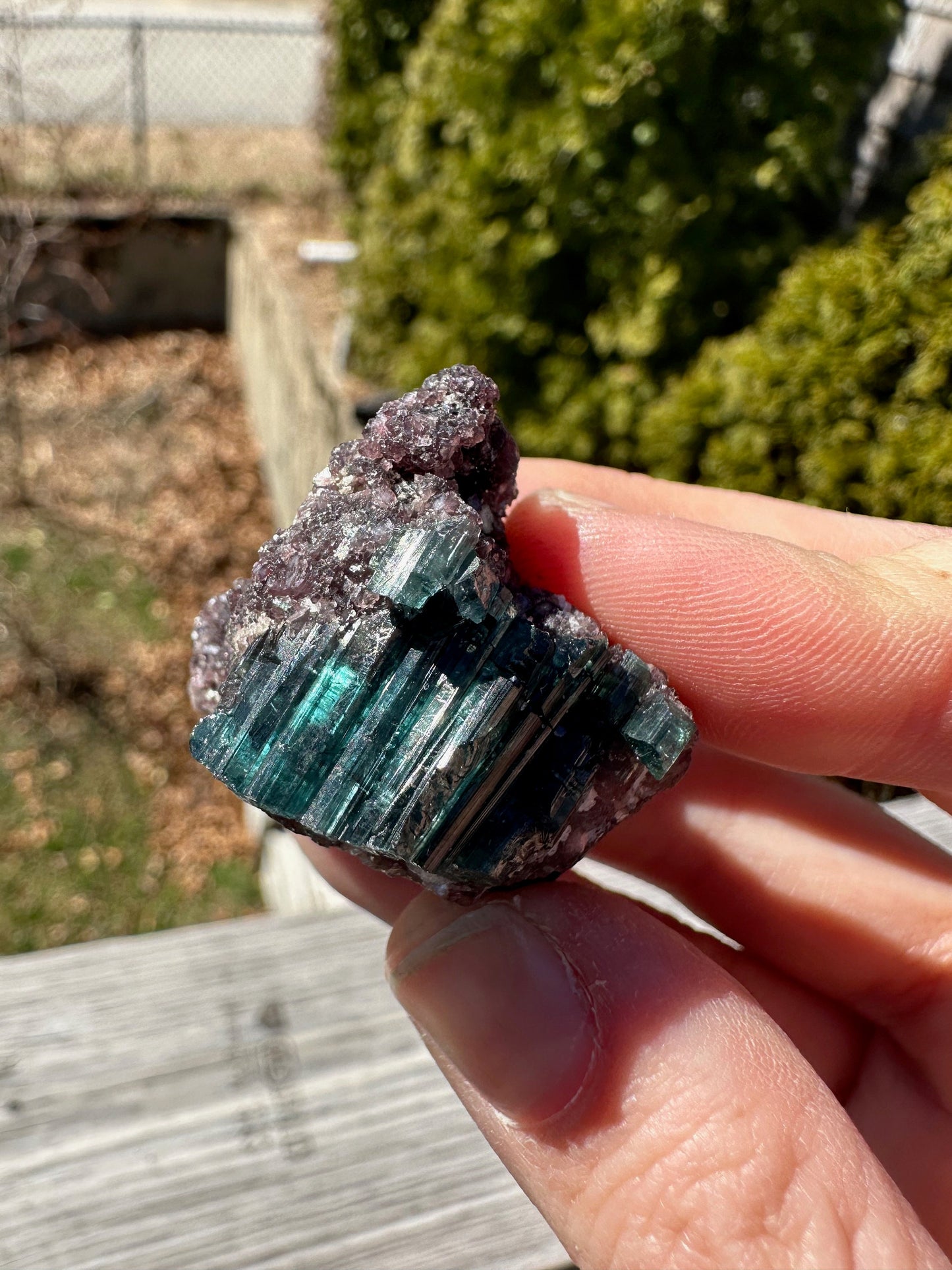 Indicolite Blue Tourmaline Crystals on Lepidolite from Brazil