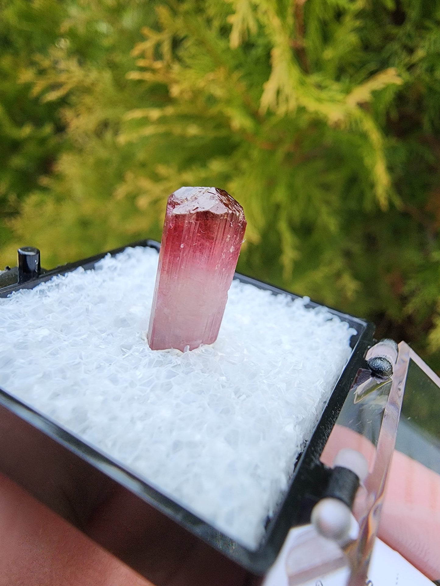 Bi-colored Rubellite Tourmaline Crystal from Cruzeiro Mine, Minas Gerais, Brazil