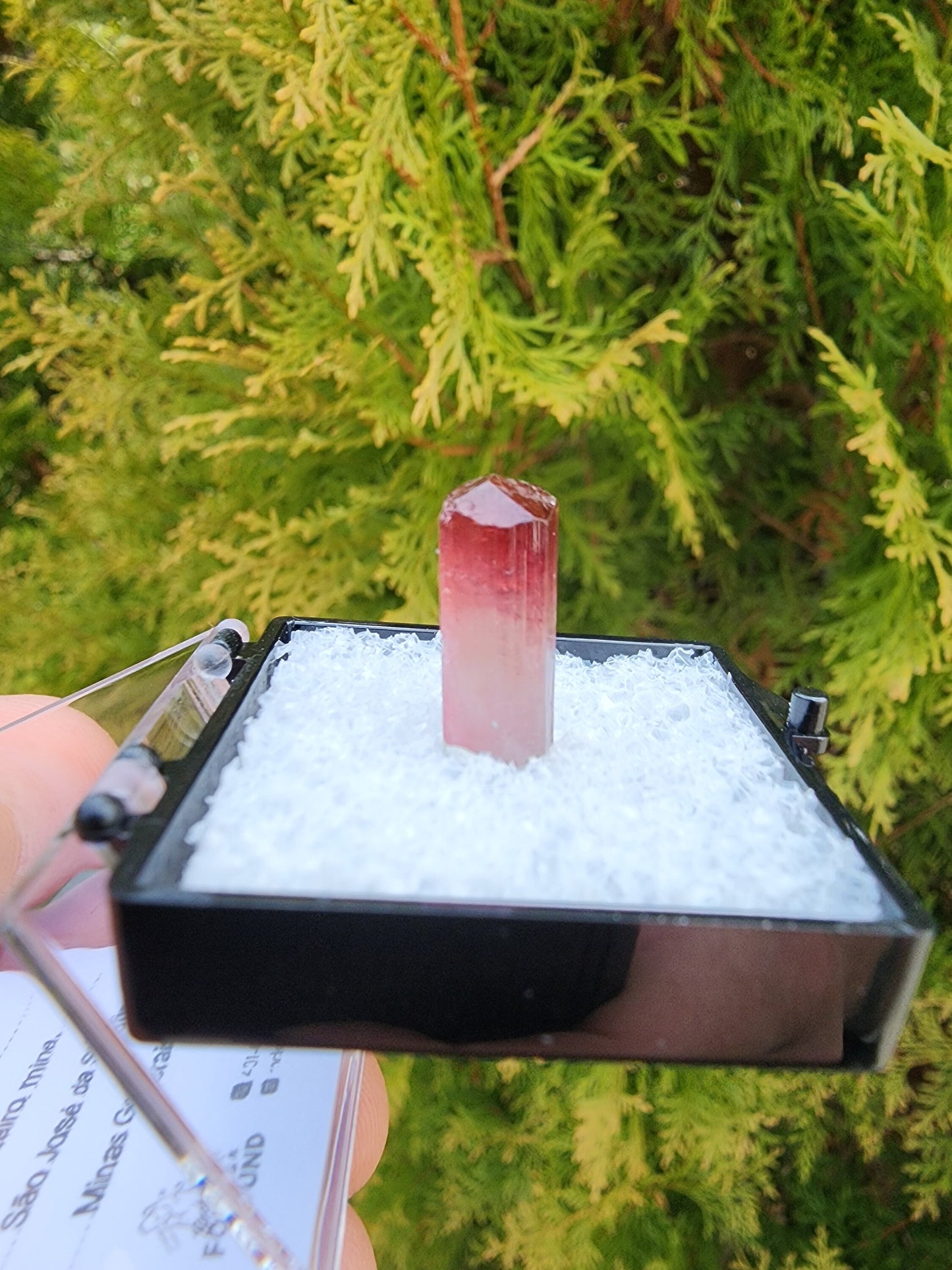 Bi-colored Rubellite Tourmaline Crystal from Cruzeiro Mine, Minas Gerais, Brazil