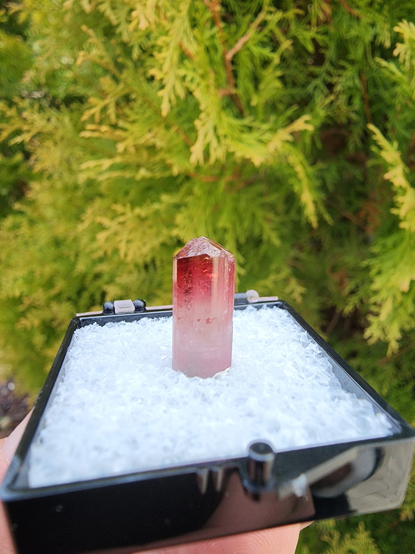 Bi-colored Rubellite Tourmaline Crystal from Cruzeiro Mine, Minas Gerais, Brazil