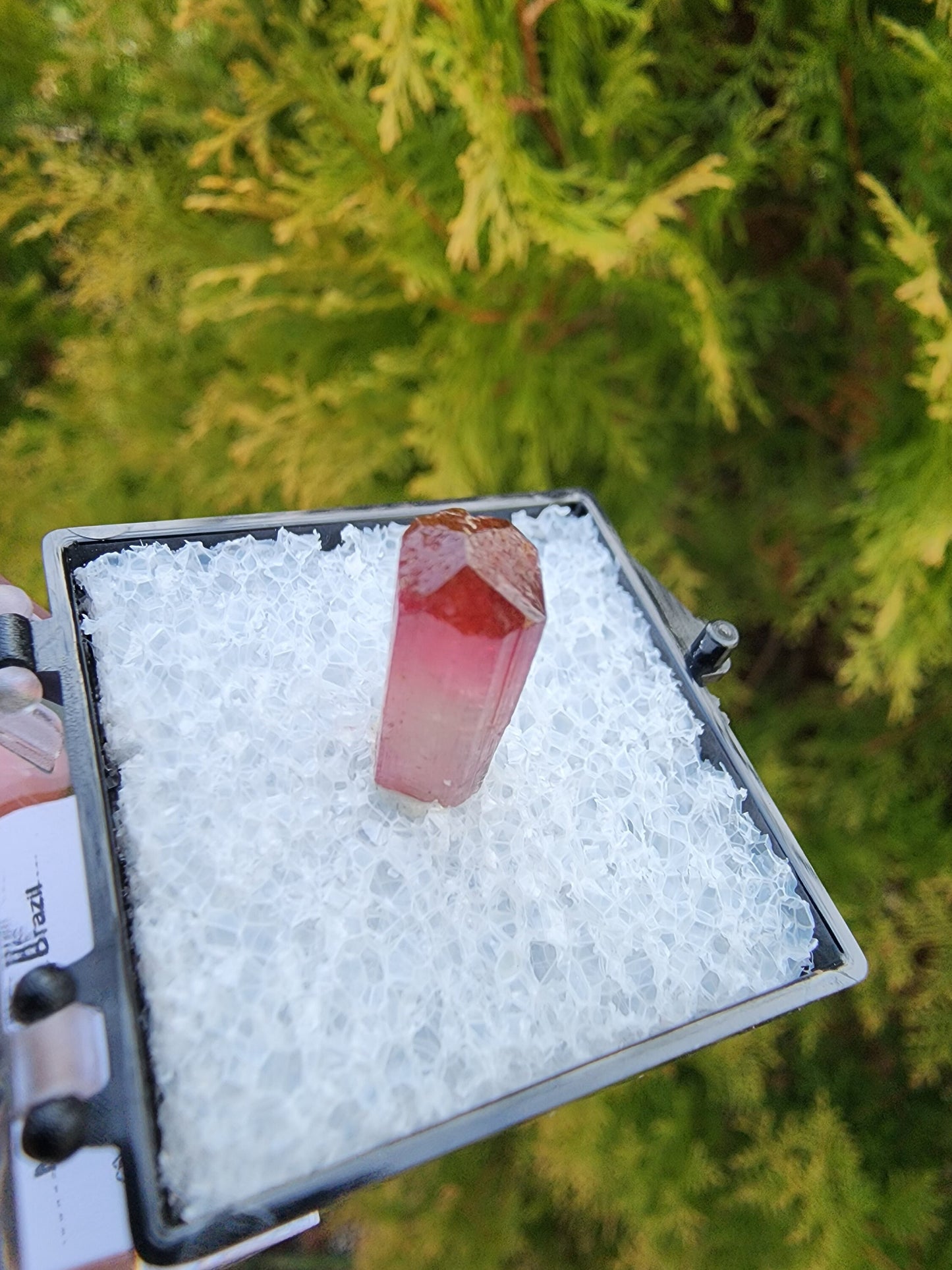 Bi-colored Rubellite Tourmaline Crystal from Cruzeiro Mine, Minas Gerais, Brazil