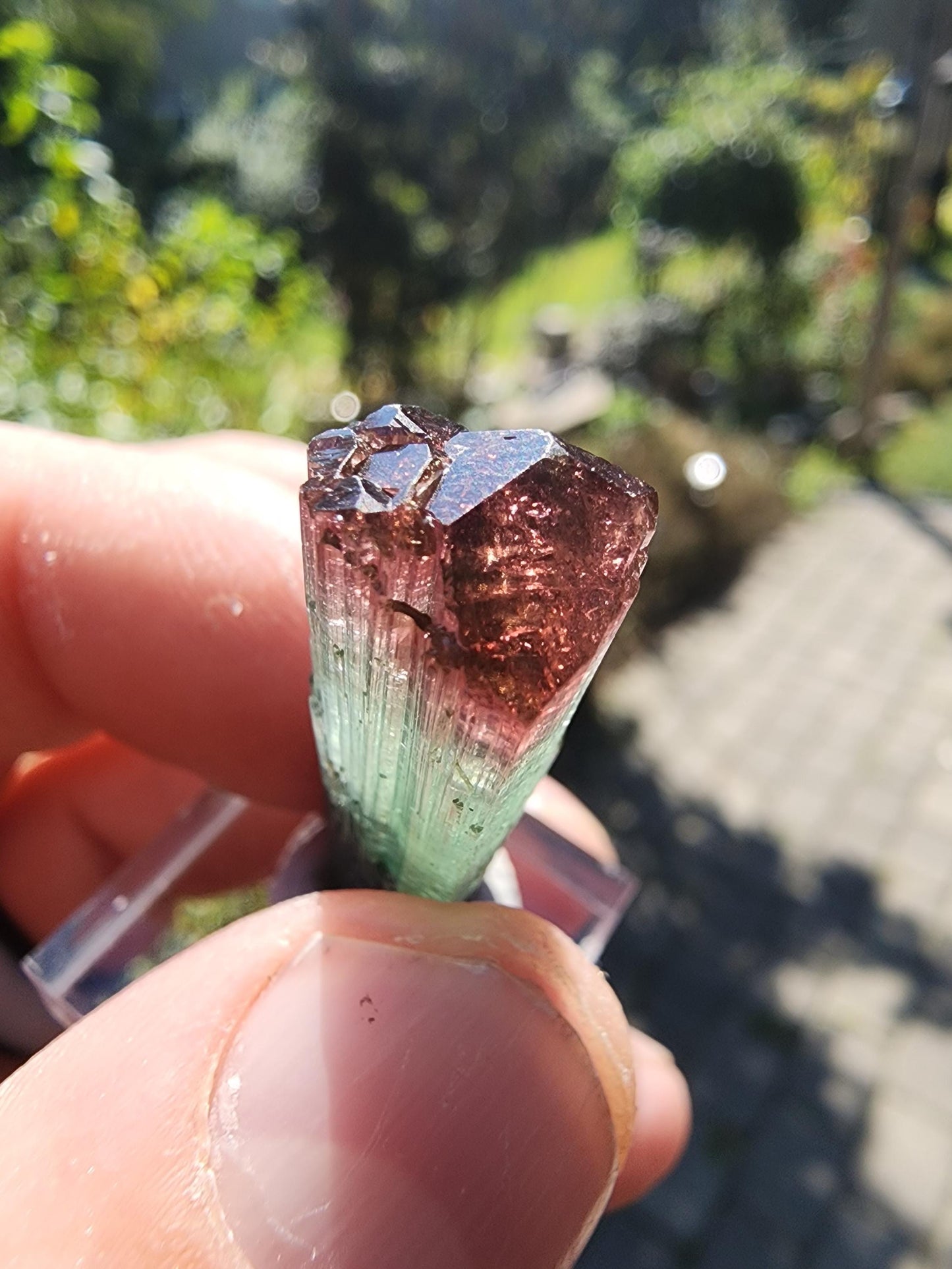 Cruzeiro Lipstick Tourmaline Crystal from Minas Gerais, Brazil