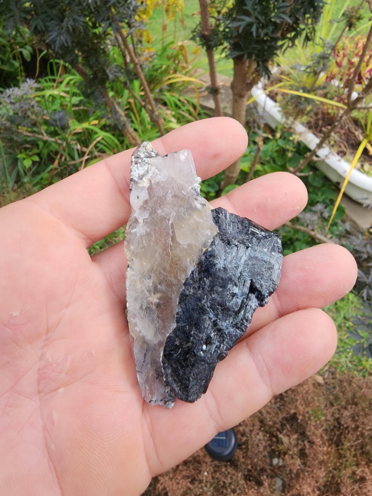 Tourmaline var. Schorl with Muscovite and Quartz