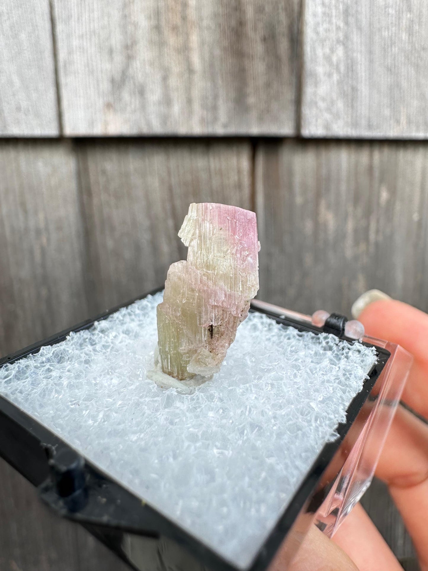 Terminated Bicolor Tourmaline Crystal from California USA