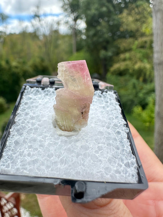 Terminated Bicolor Tourmaline Crystal from California USA