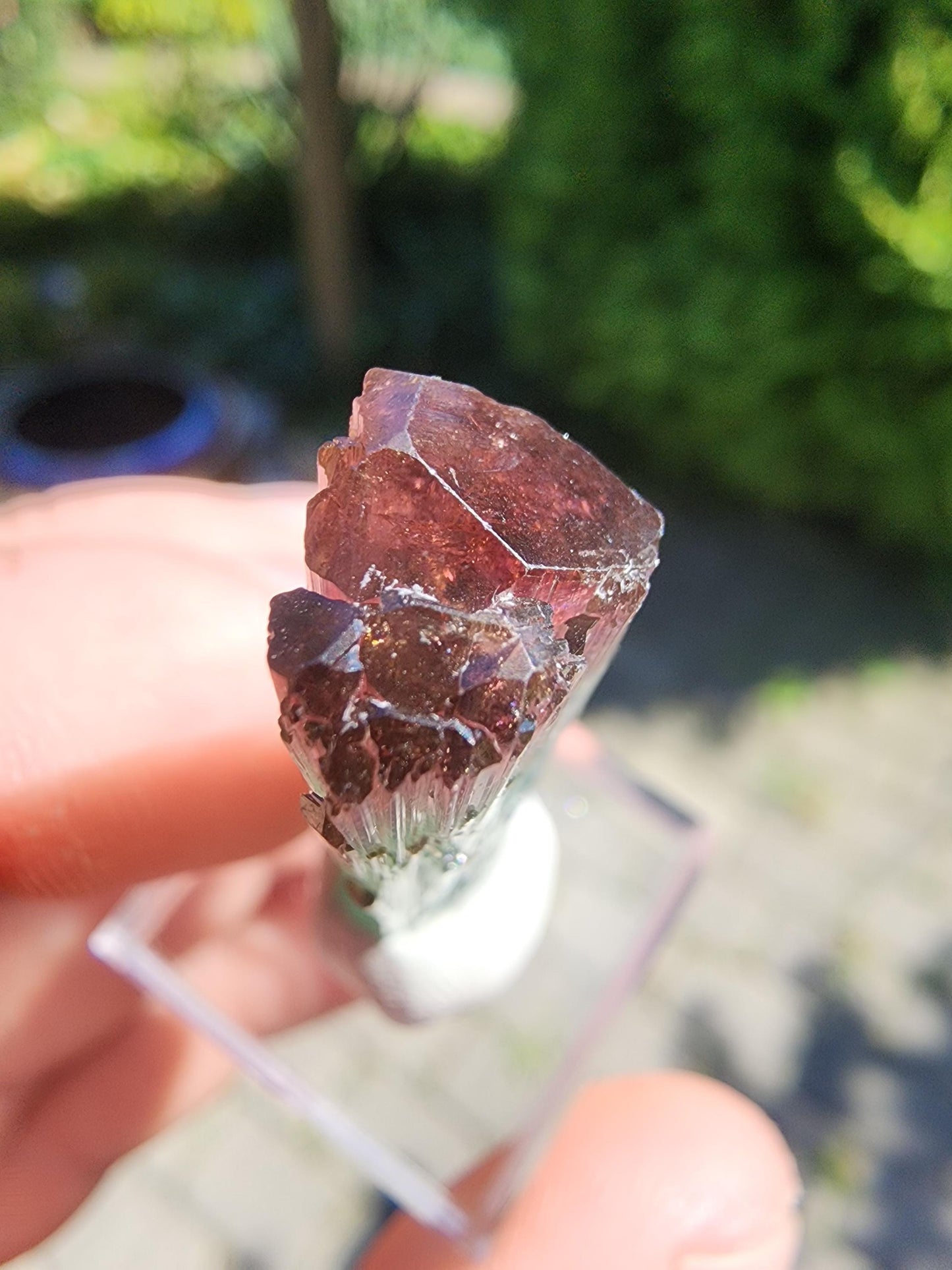 Cruzeiro Lipstick Tourmaline Crystal from Minas Gerais, Brazil