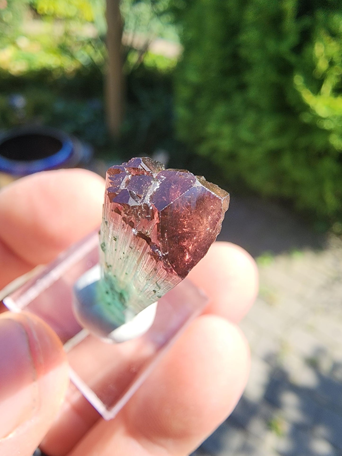 Cruzeiro Lipstick Tourmaline Crystal from Minas Gerais, Brazil