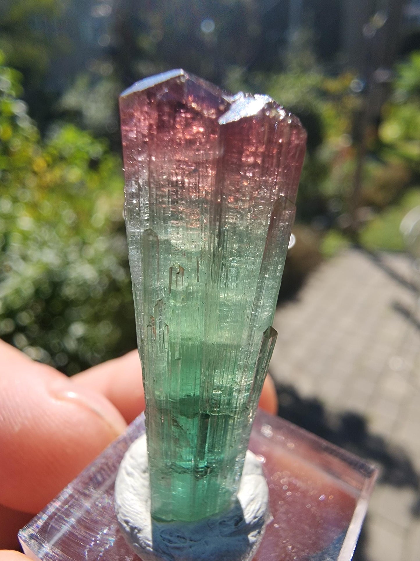 Cruzeiro Lipstick Tourmaline Crystal from Minas Gerais, Brazil