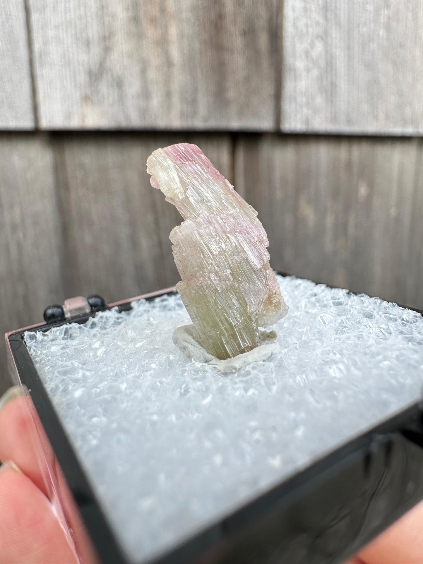 Terminated Bicolor Tourmaline Crystal from California USA