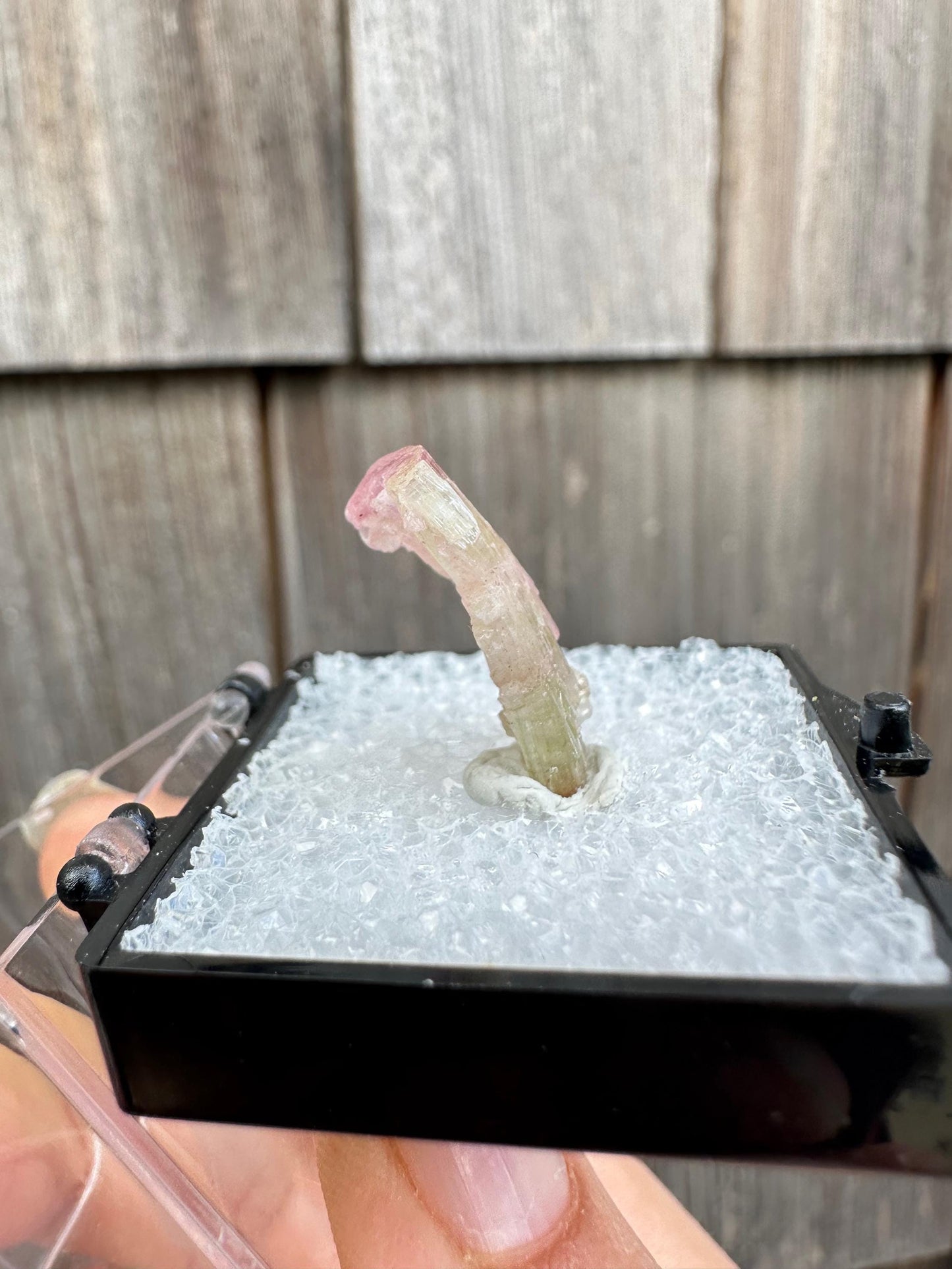 Terminated Bicolor Tourmaline Crystal from California USA