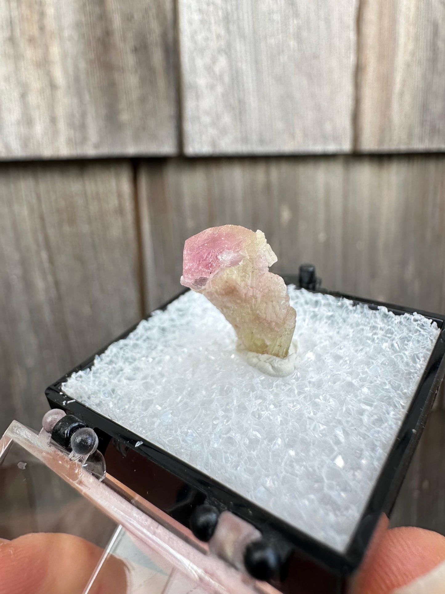 Terminated Bicolor Tourmaline Crystal from California USA