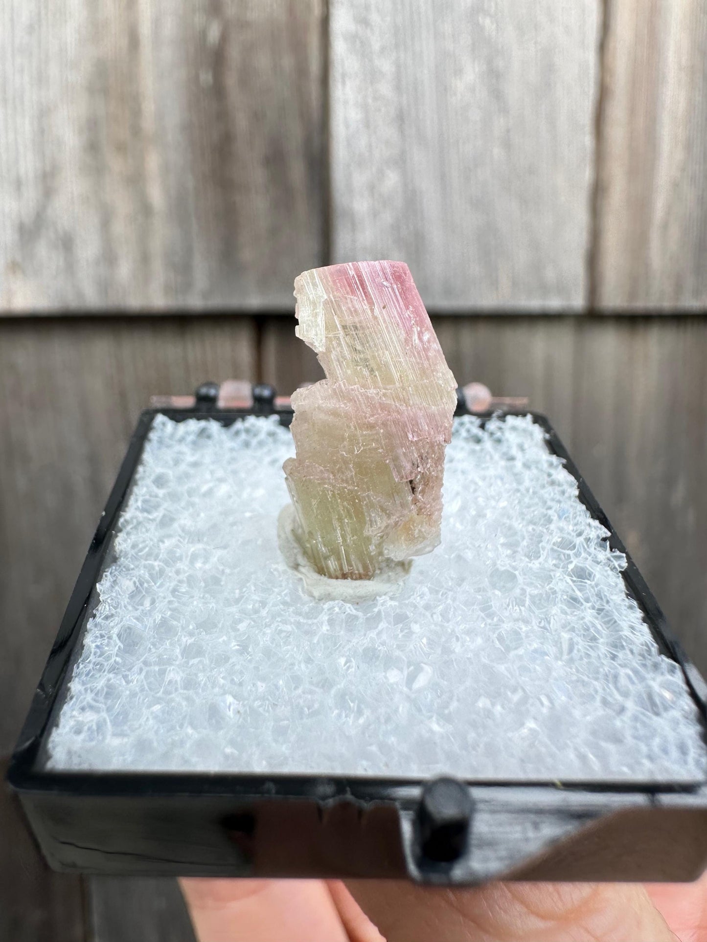 Terminated Bicolor Tourmaline Crystal from California USA