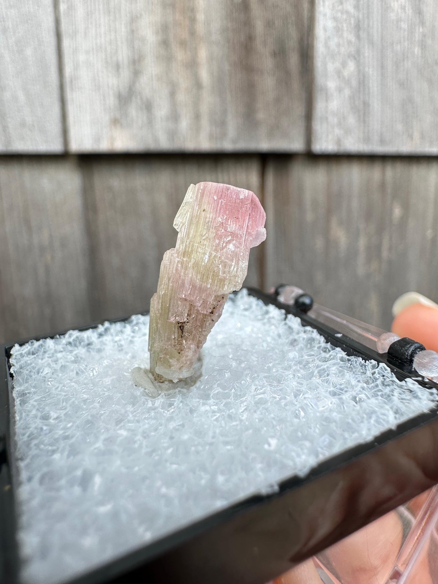 Terminated Bicolor Tourmaline Crystal from California USA