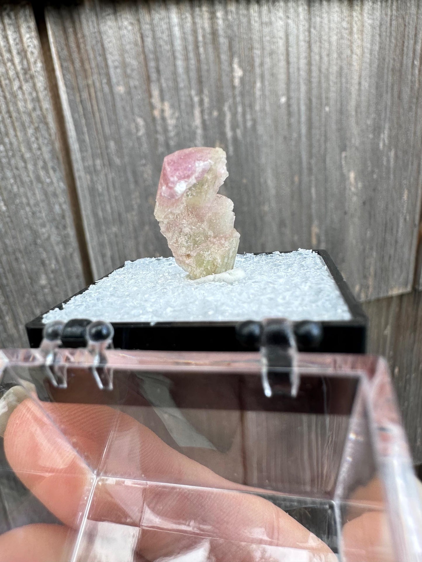 Terminated Bicolor Tourmaline Crystal from California USA