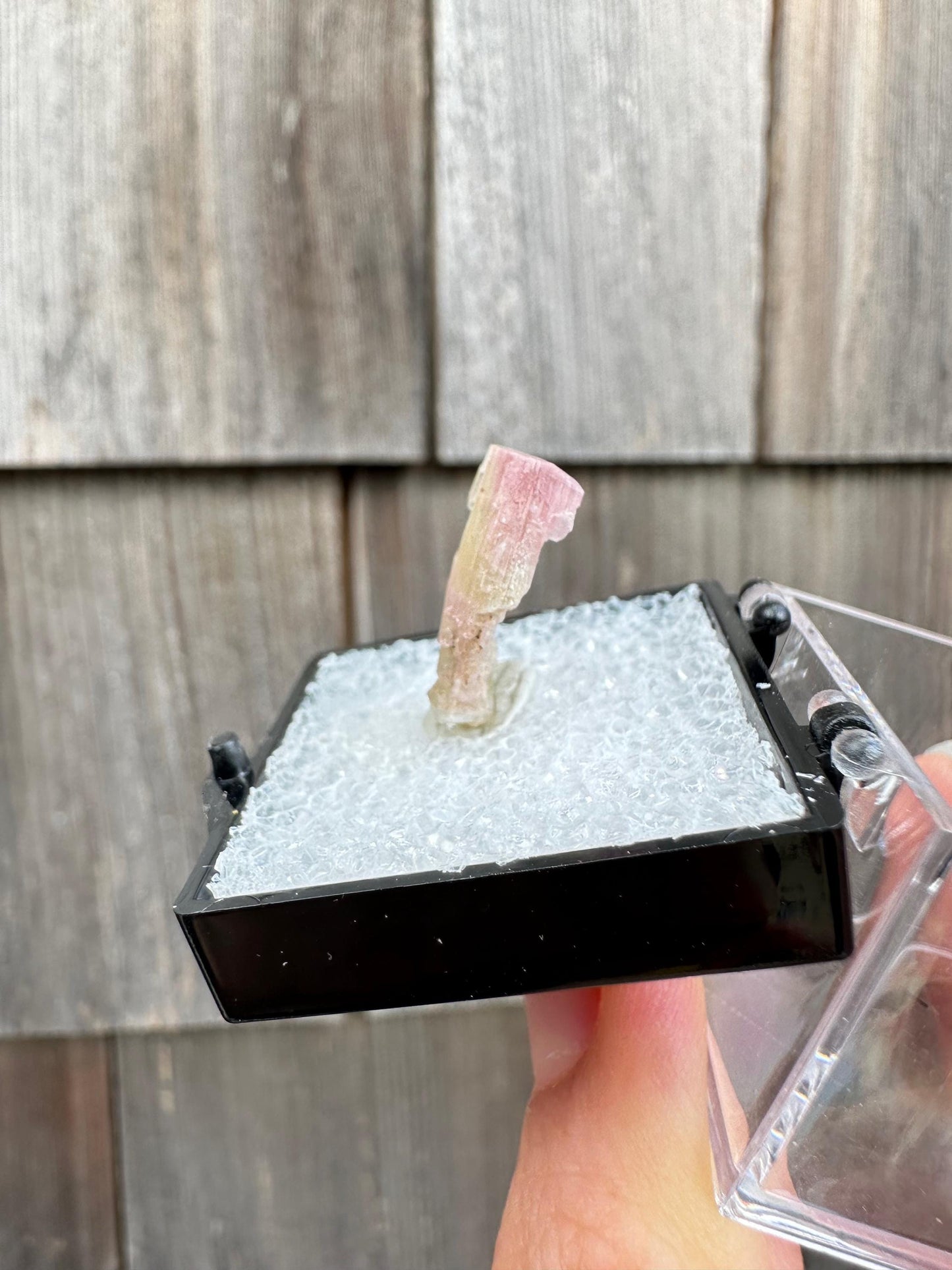 Terminated Bicolor Tourmaline Crystal from California USA
